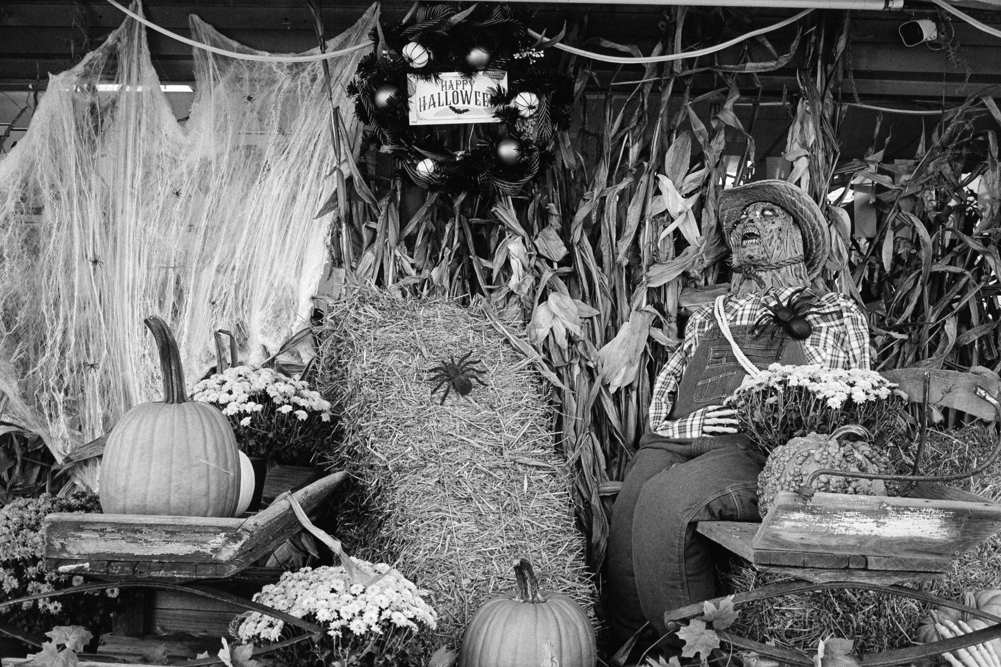 A black-and-white photo of a store-front Halloween display with a ghastly zombie-meets-scarecrow sitting on straw bales in front of dried corn, pumpkins, flowers, a sheet of fake spider-webbing (Drusilla voice: plastic spider-webbing!) and a wreathed sign that says "Happy Halloween"