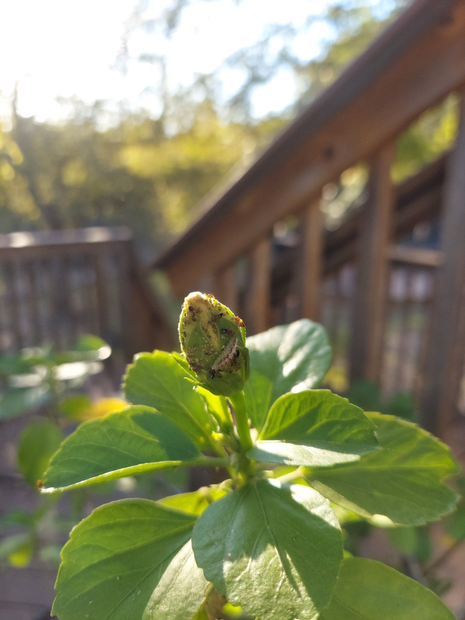 Close up photo of a flower bud in late afternoon sunlight. There are various ants around a caterpillar and some aphids, and some stairs and trees in the background