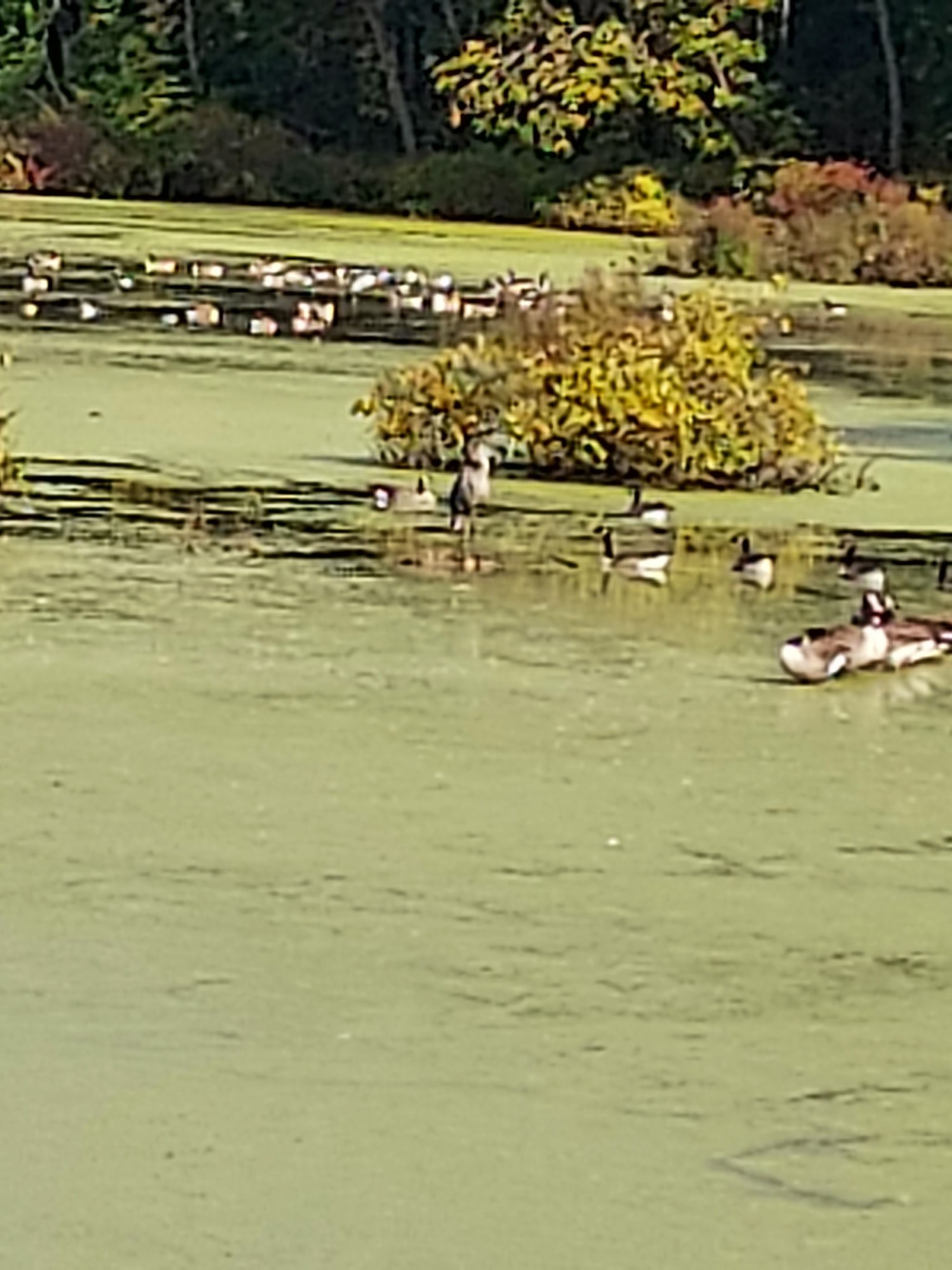 Blurry heron surrounded by an army of blurry geese in a swamp