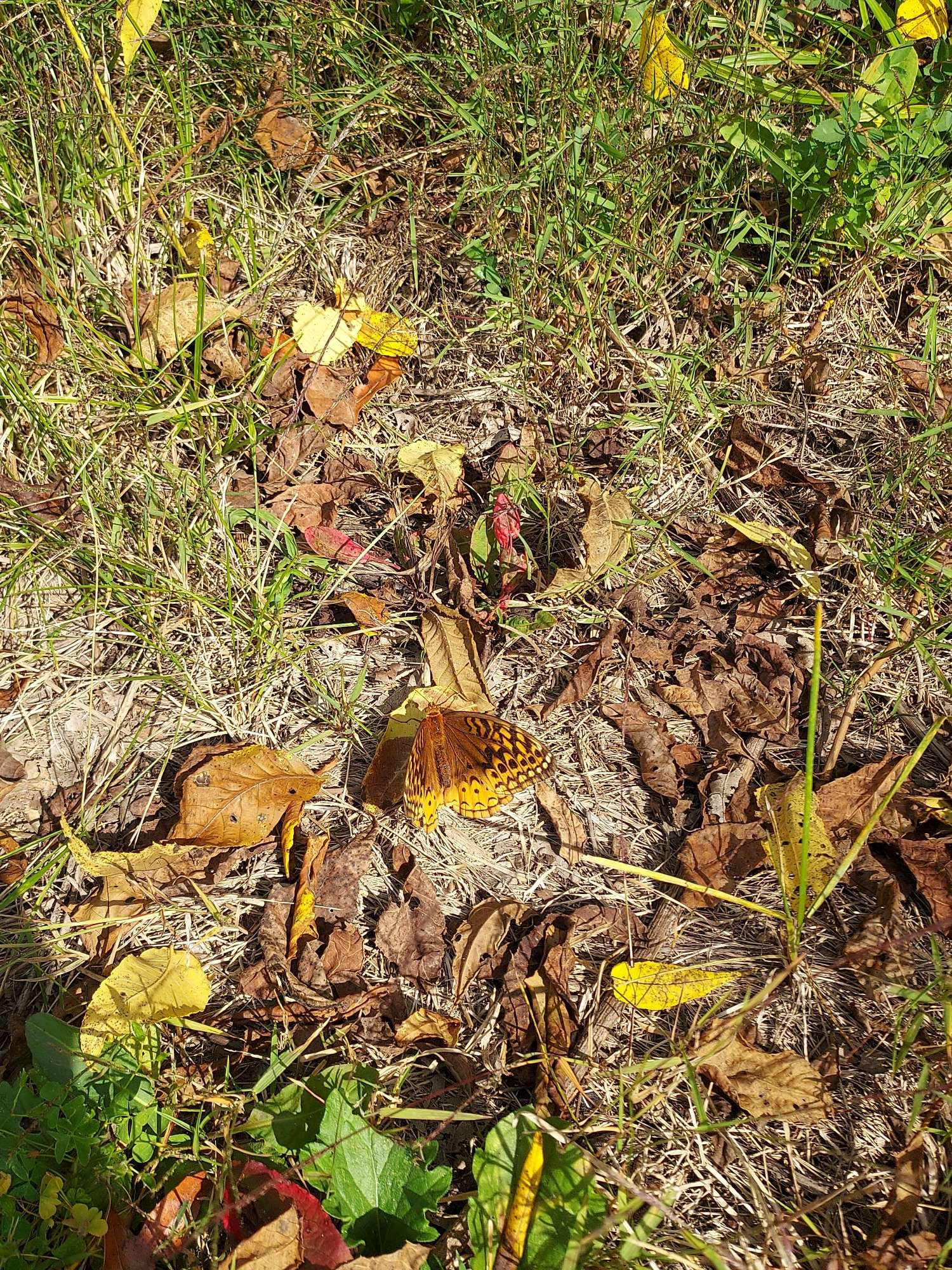 Butterfly blending with brown leaves