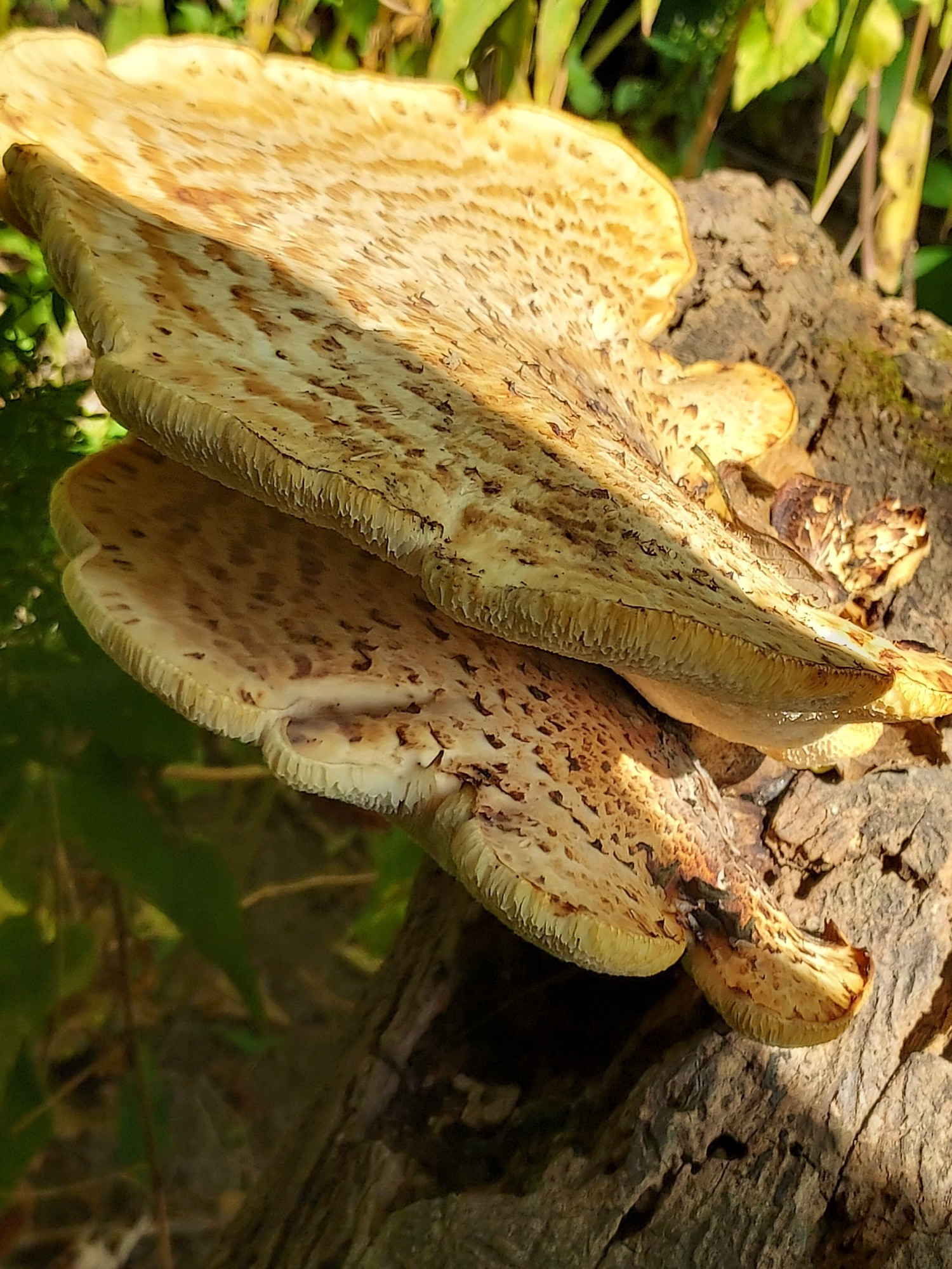 Big honkin shelf mushroom