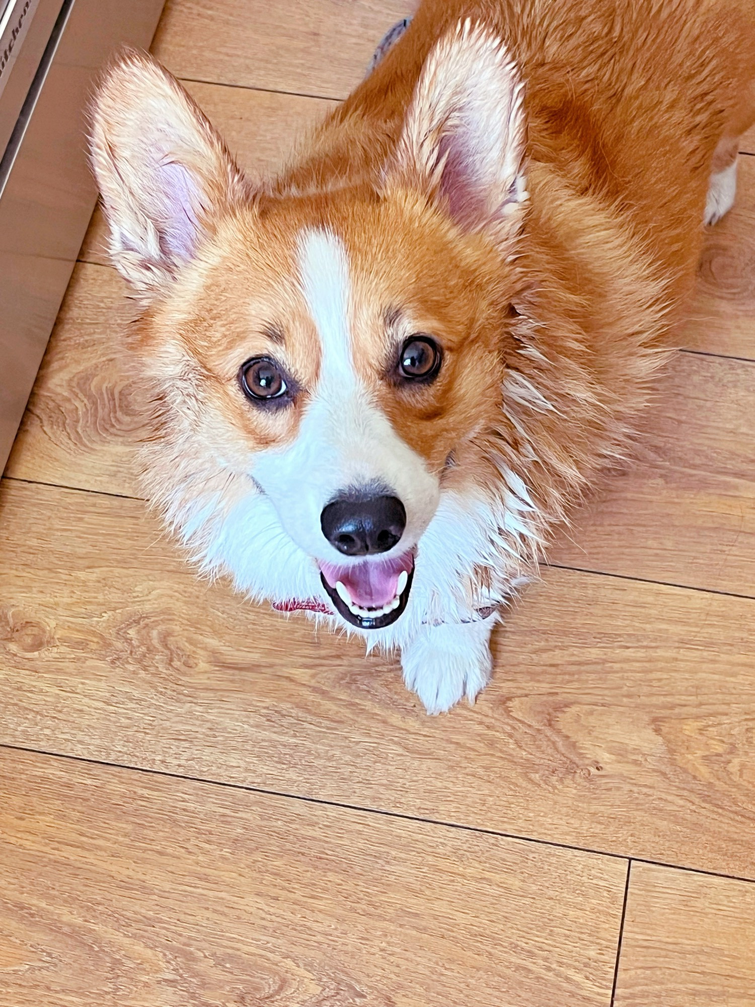 A happy corgi, well bathed.