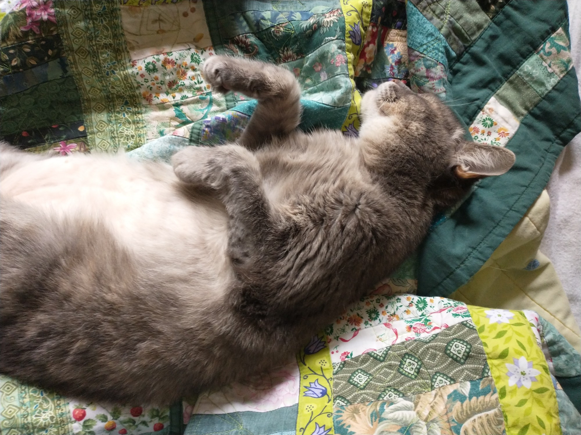 A dilute tortie cat named Babykins, sleeping on her side, on a green quilt. She is very relaxed.