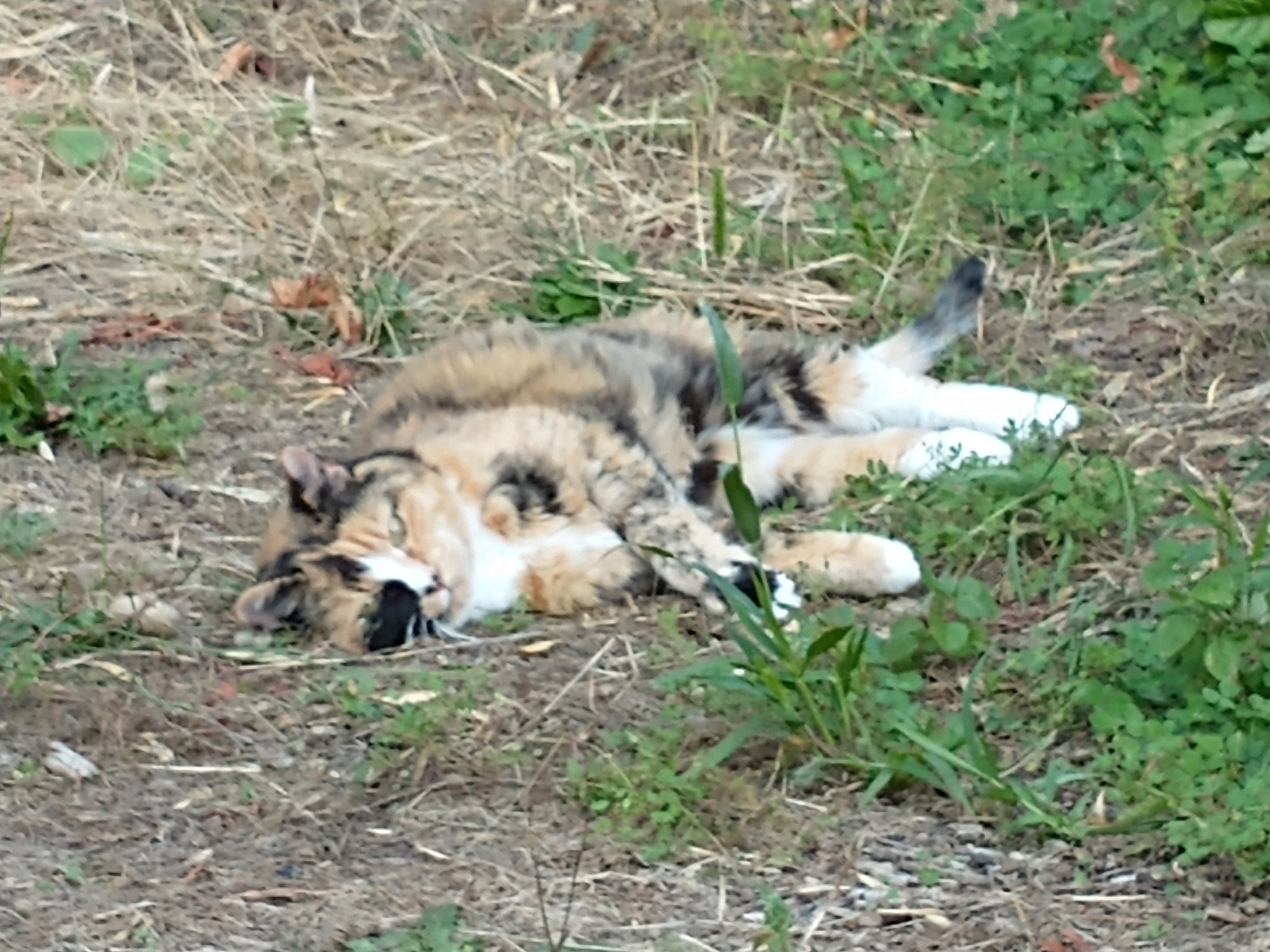 A tortie cat named Maggie, lying flat on a messy brown and green lawn