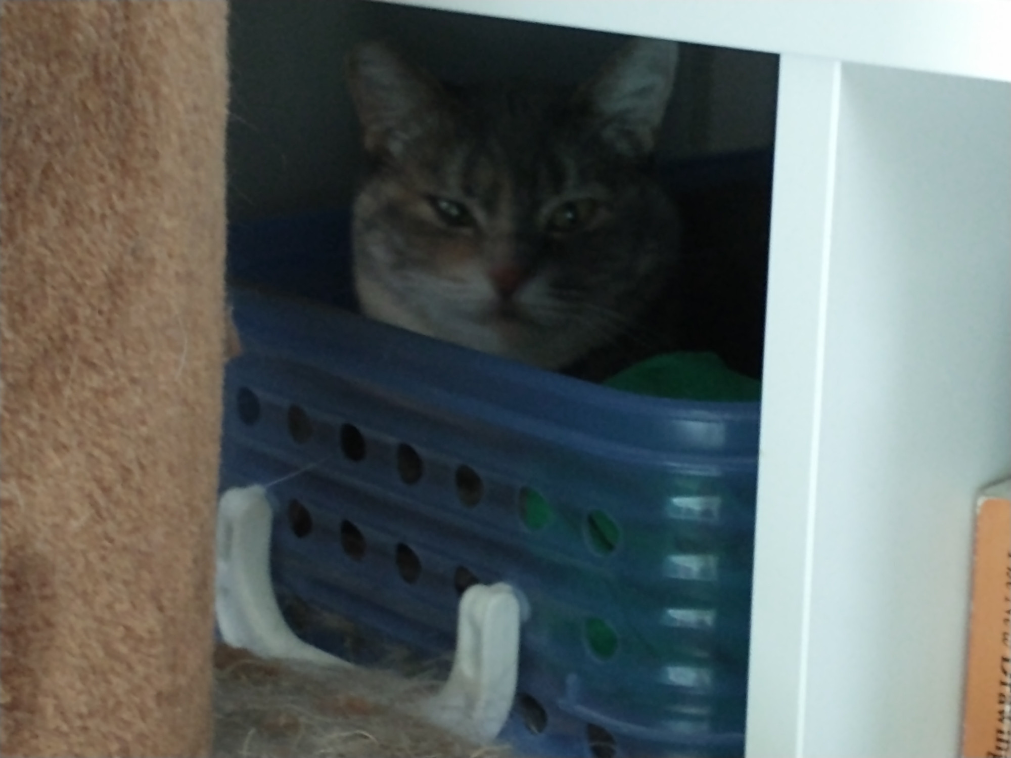 A dilute tabby cat named Babykins, shelf waking up in her IKEA cubby hole bed, sleeping on some of my favorite shirts. They've been hers for years, I'm just Bummed don't get to sleep in cozy cubby, I have to sleep in a bed like normal person.