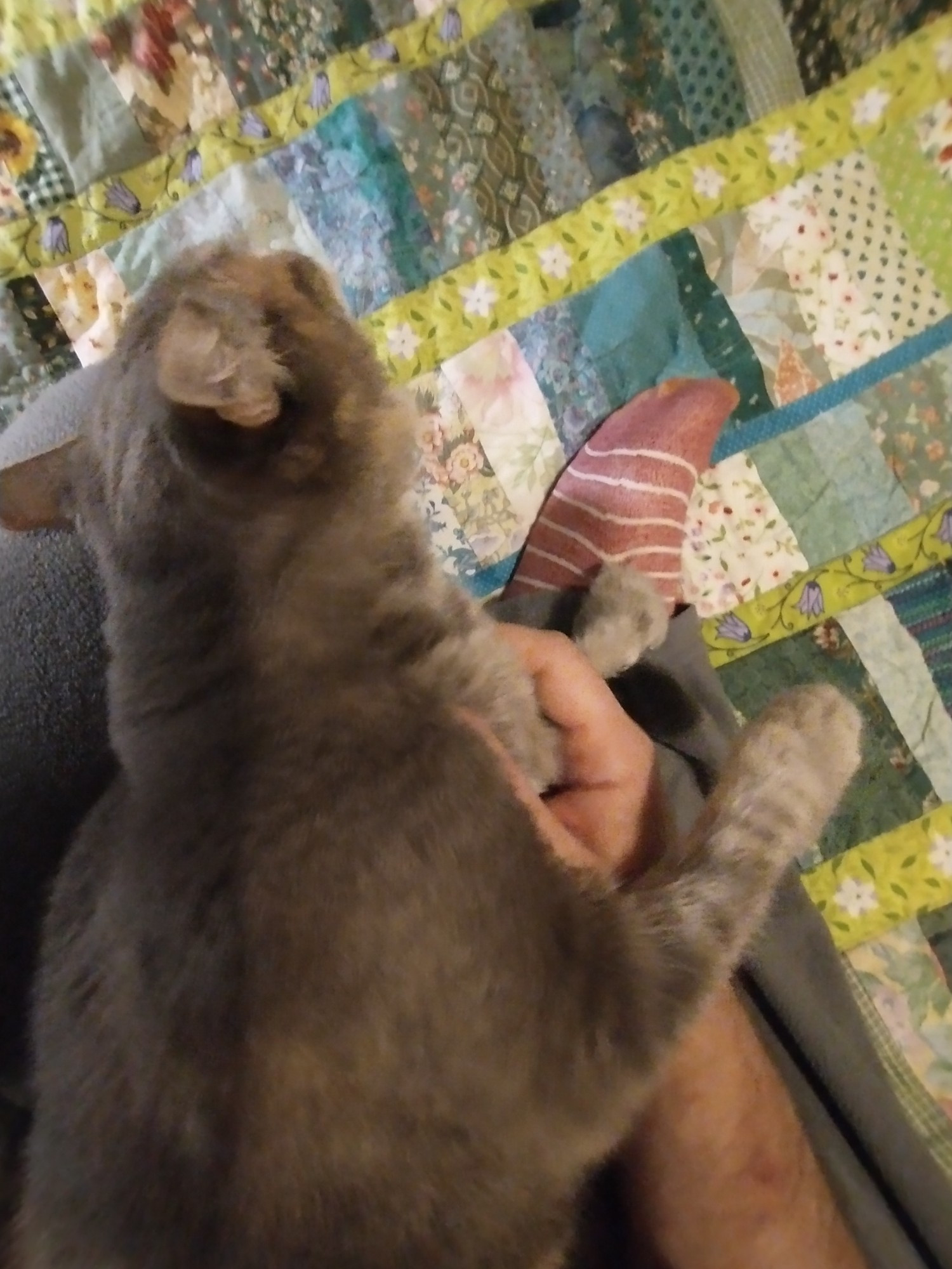 A gray cat named Babykins, Baby, Babycakes, Baby Gray, Sneaky, Spooky, or Smushface, depending on mood. She is laying my lap, being scratched in her favorite spot. Not pictured, drool.