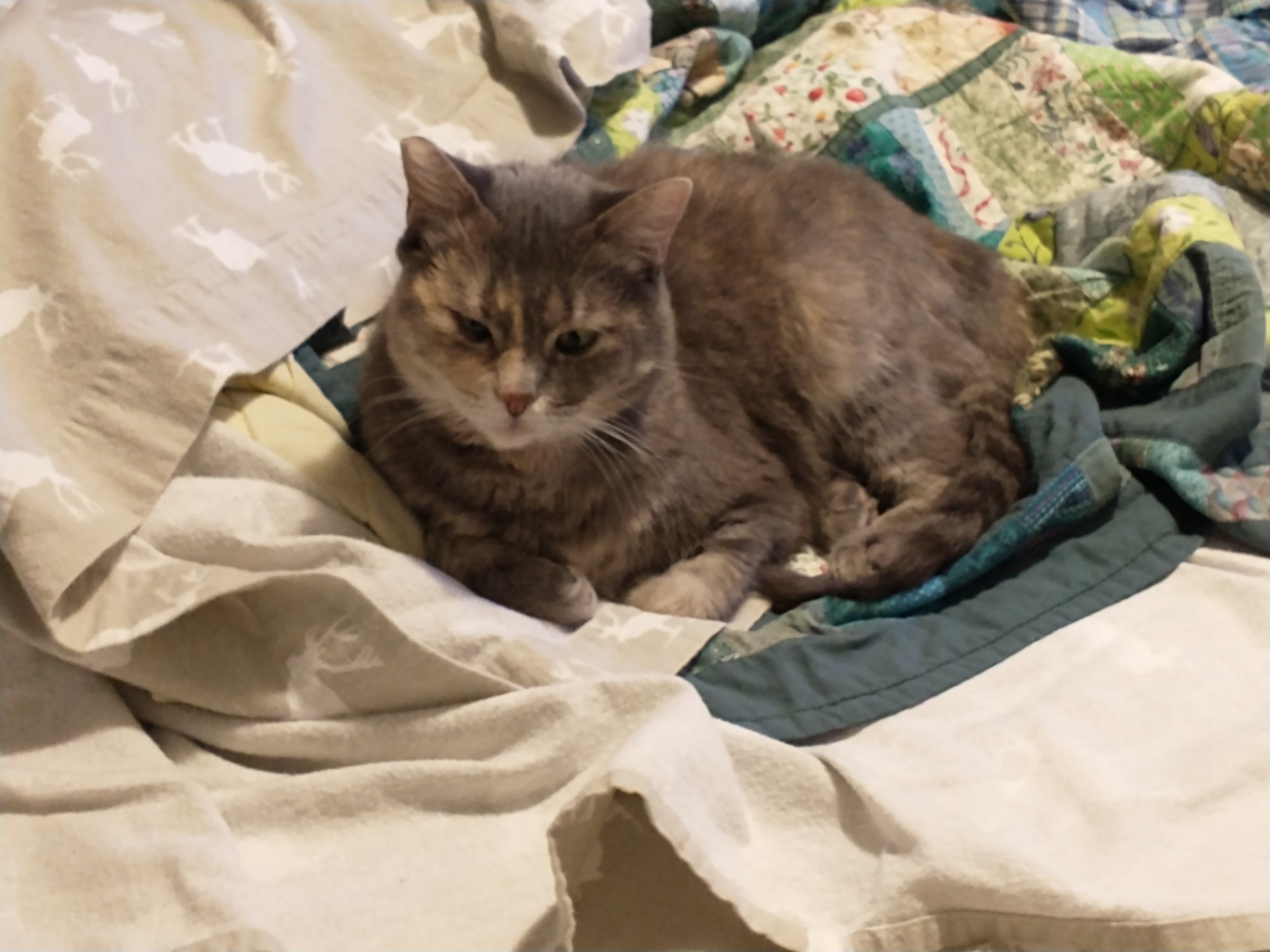 A dilute tortie cat named Babykins, falling asleep in a quilt and sheets on an unmade bed.