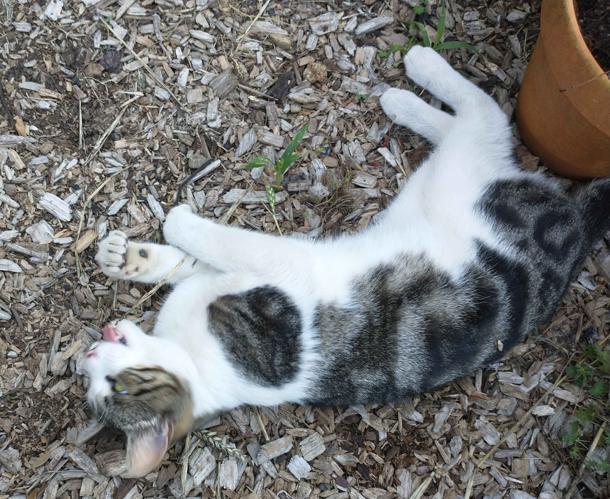 A gray and white cat named Cornelius, laying flat in a raised bed