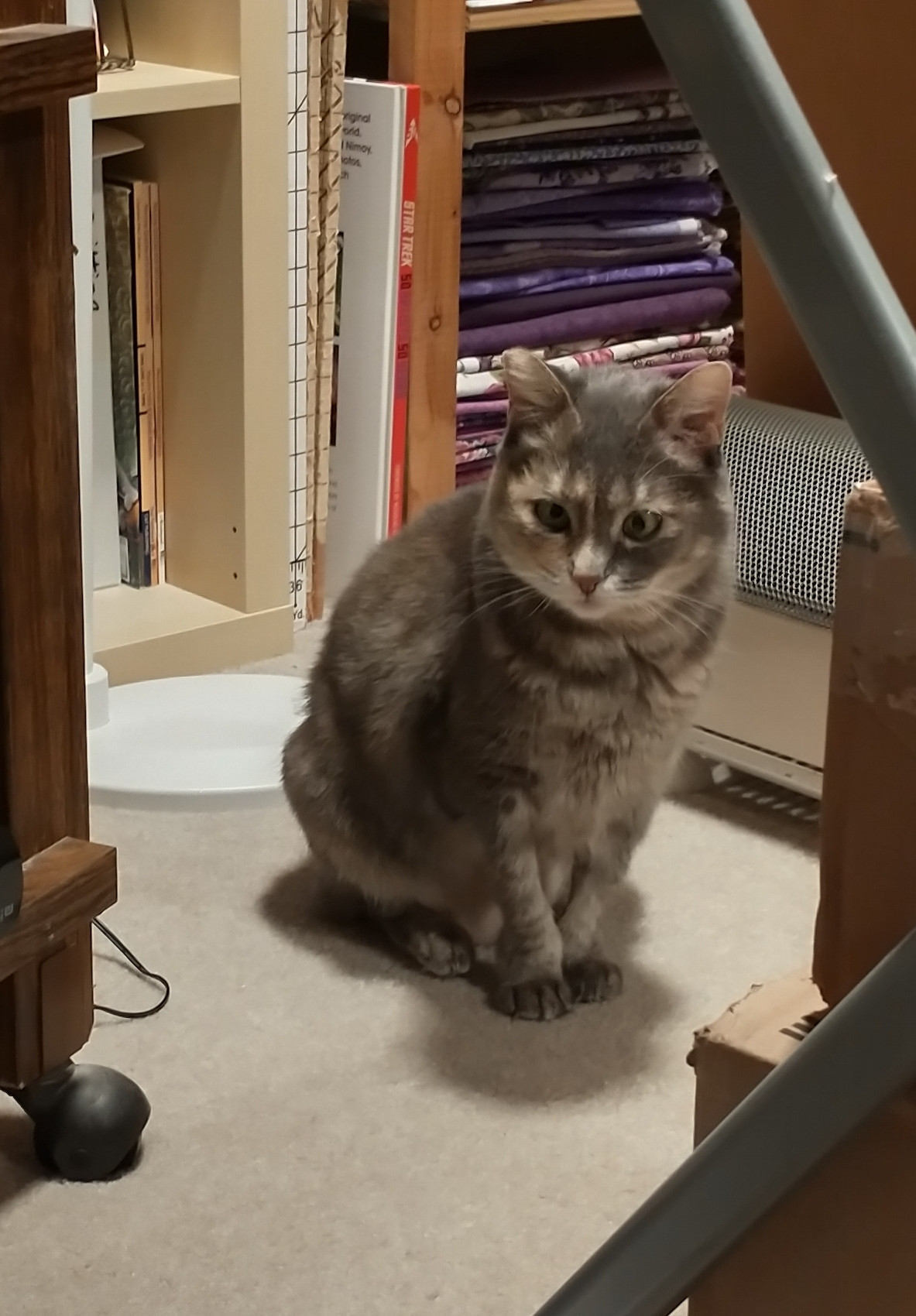 A gray cat named Babykins, looking slightly below the camera.