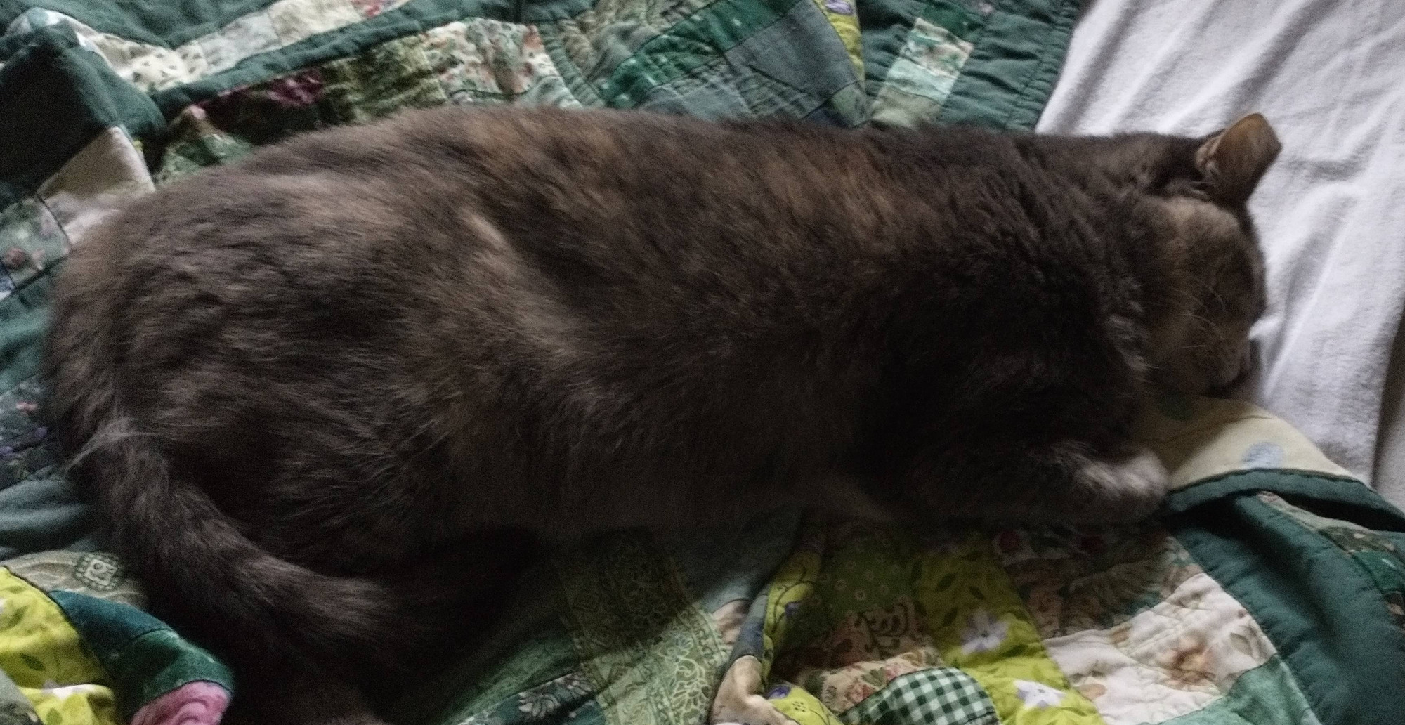 A gray cat named Babykins, laying flat on a bed