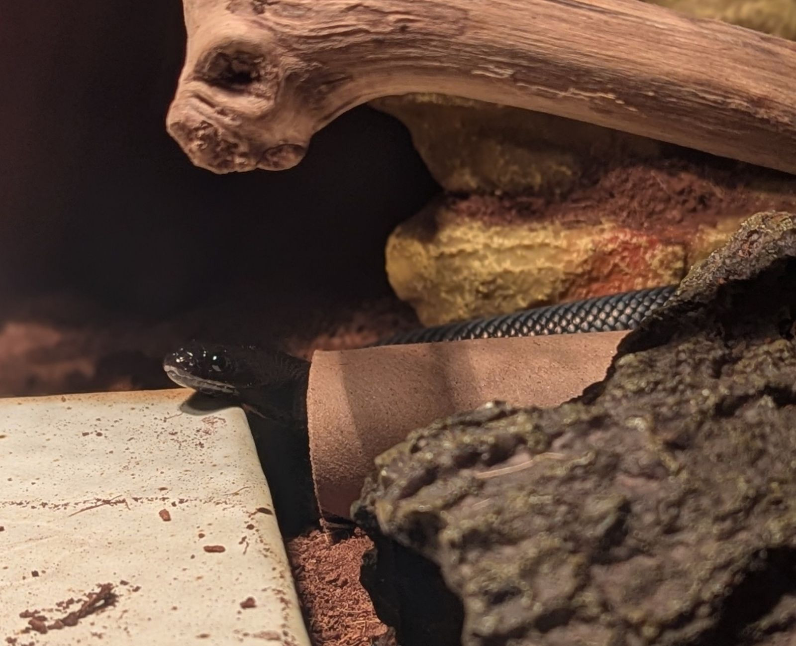 Eris my young mbk looking cute

photo by nimasprout