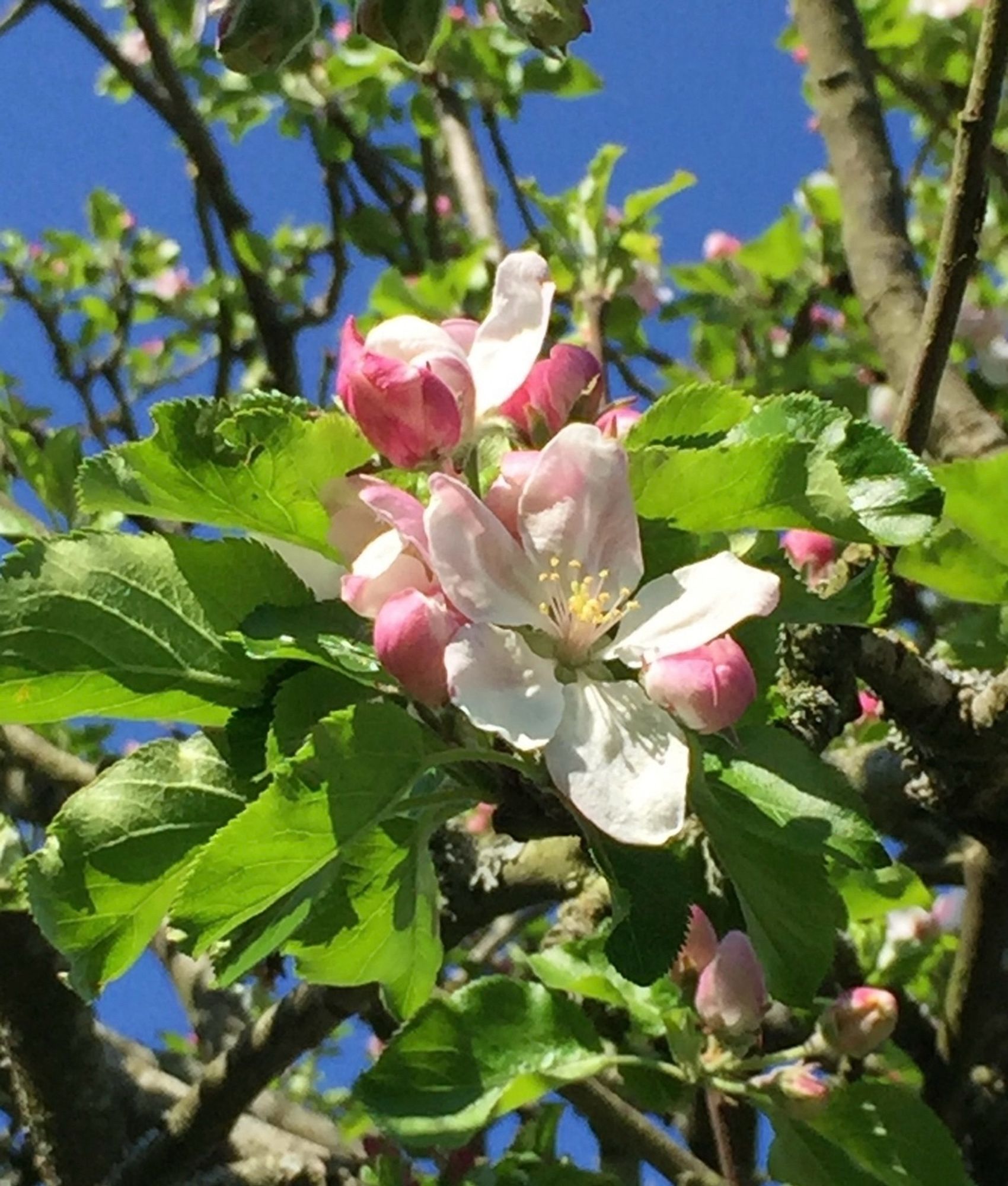 Close up of apple blossom in my garden in spring.