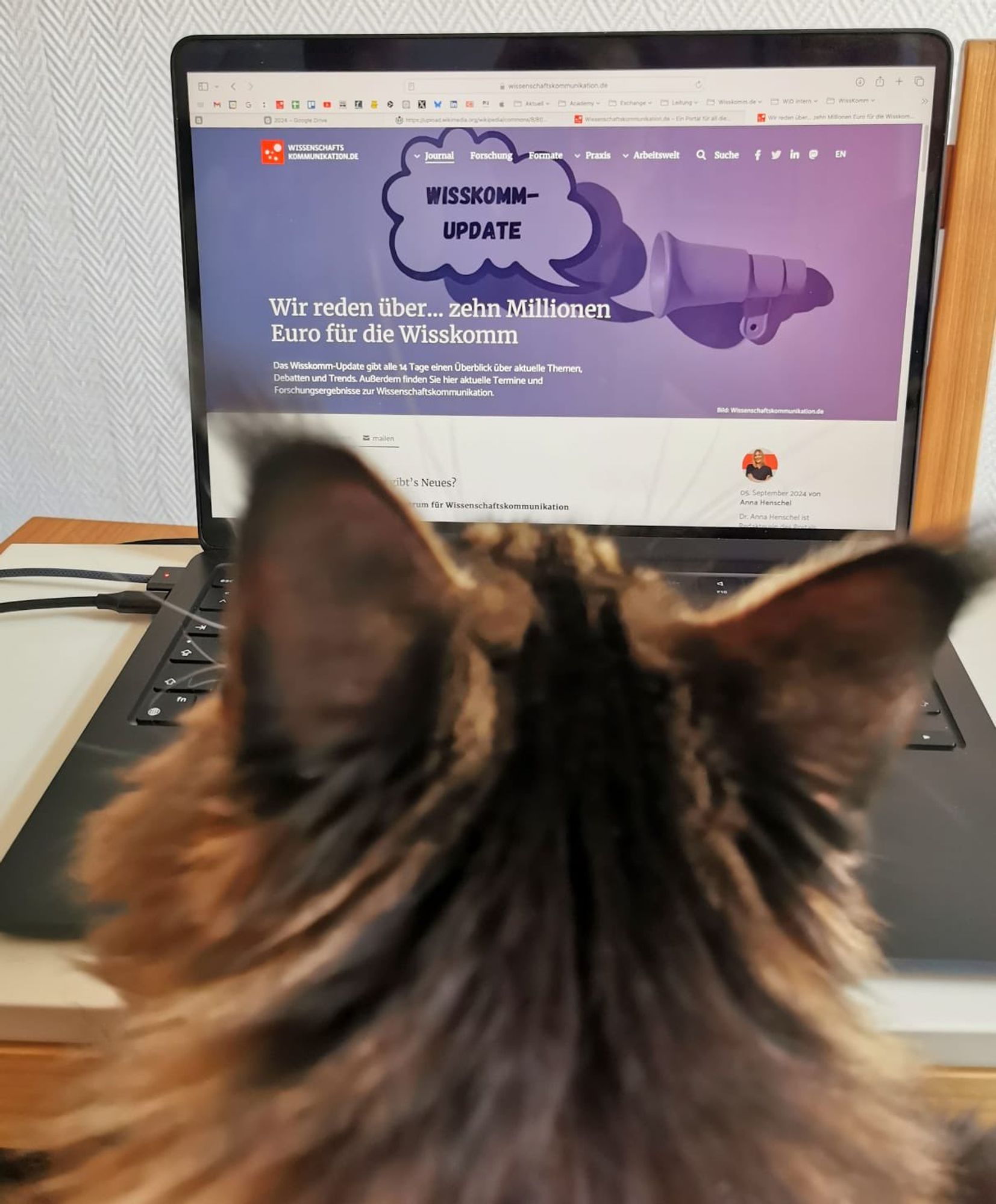 Eine Katze blickt gebannt auf einen Computerbildschirm, der das aktuelle Wisskomm-Update zeigt