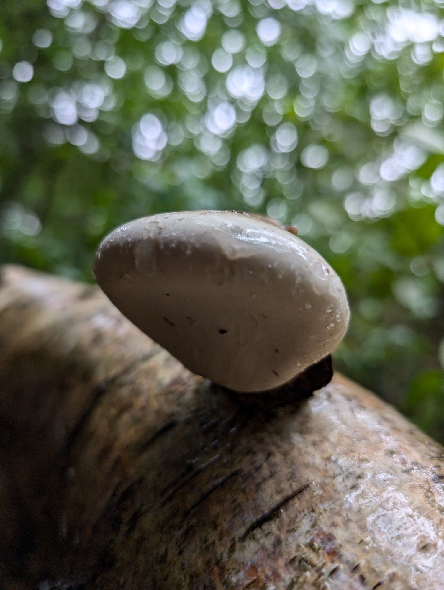 The underside of the polypore