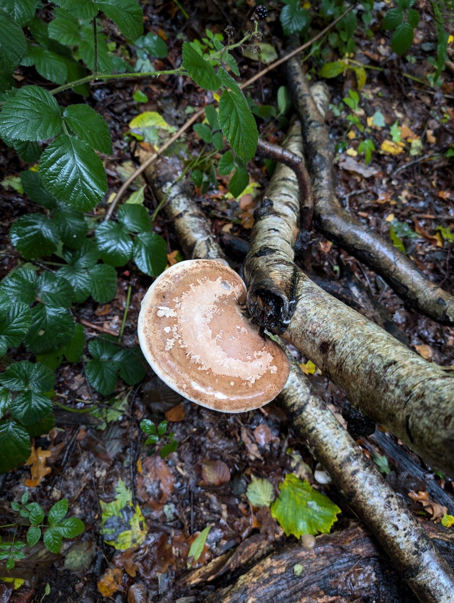 Bracket mushroom attached to a fallen branch