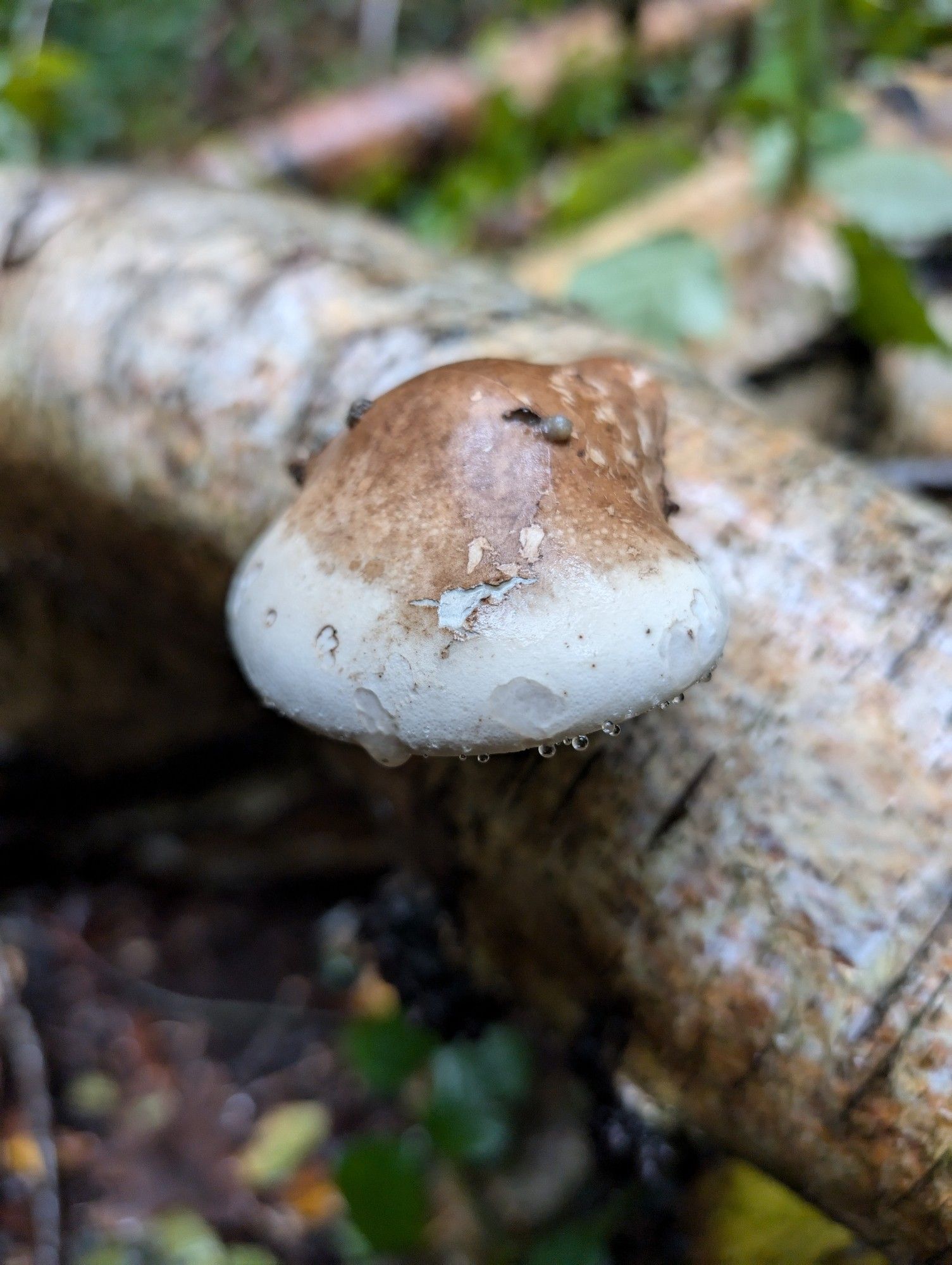 Polypore looking all chunky and delicious