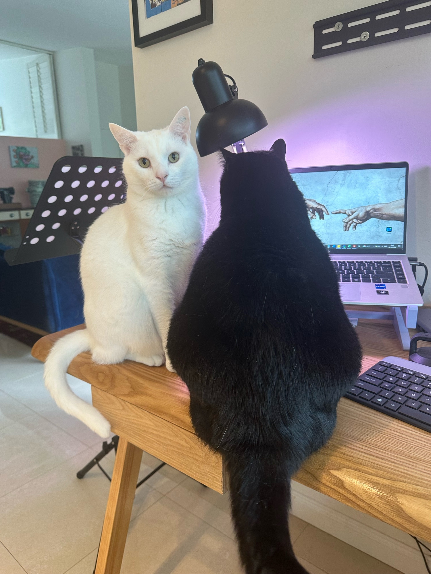 Two cats sit on office desk in front of laptop. 
One black cat, one white cat. 