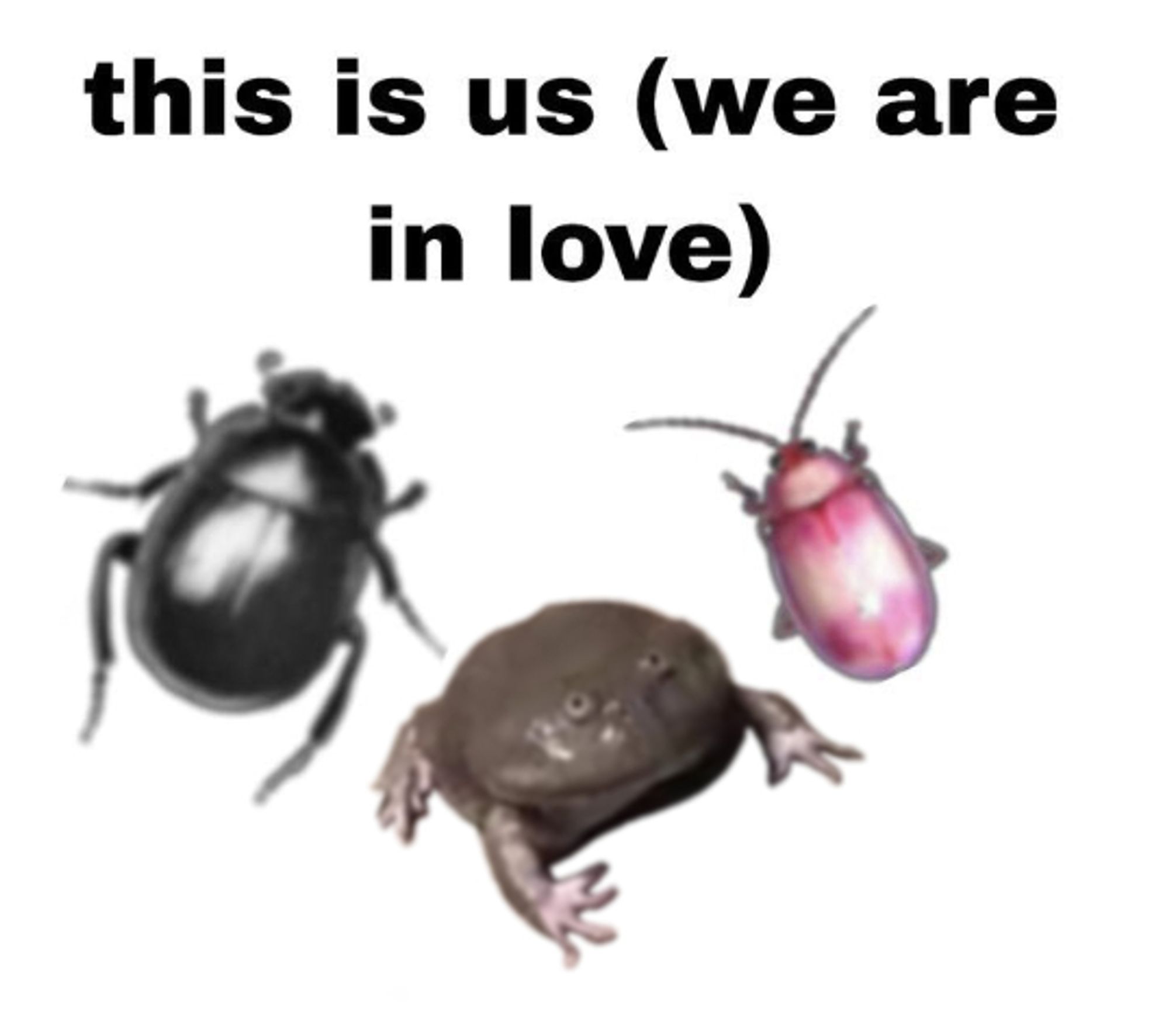 "This is us (we are in love)" featuring two bugs and a frog