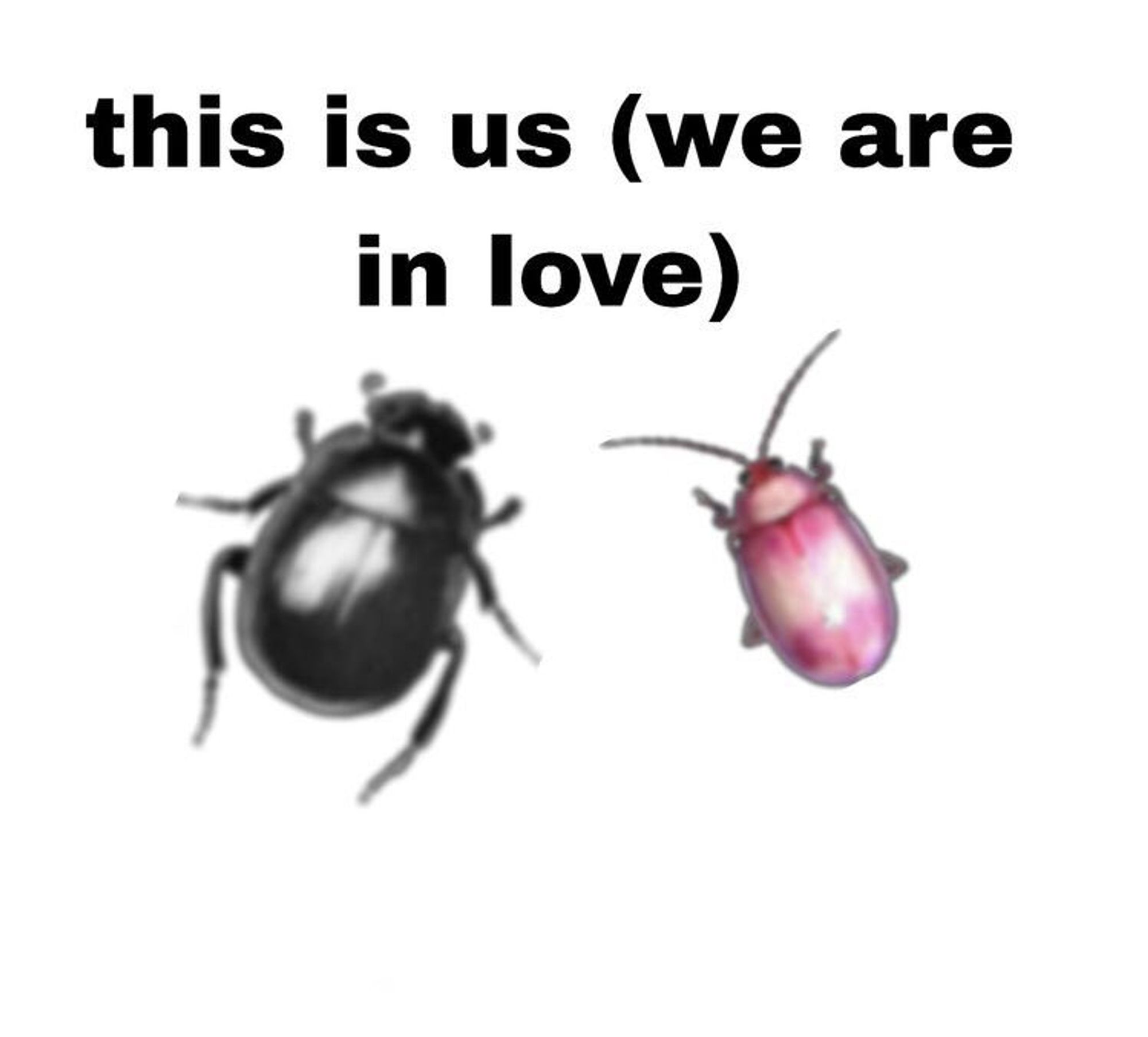 "This is us (we are in love)" featuring two bugs