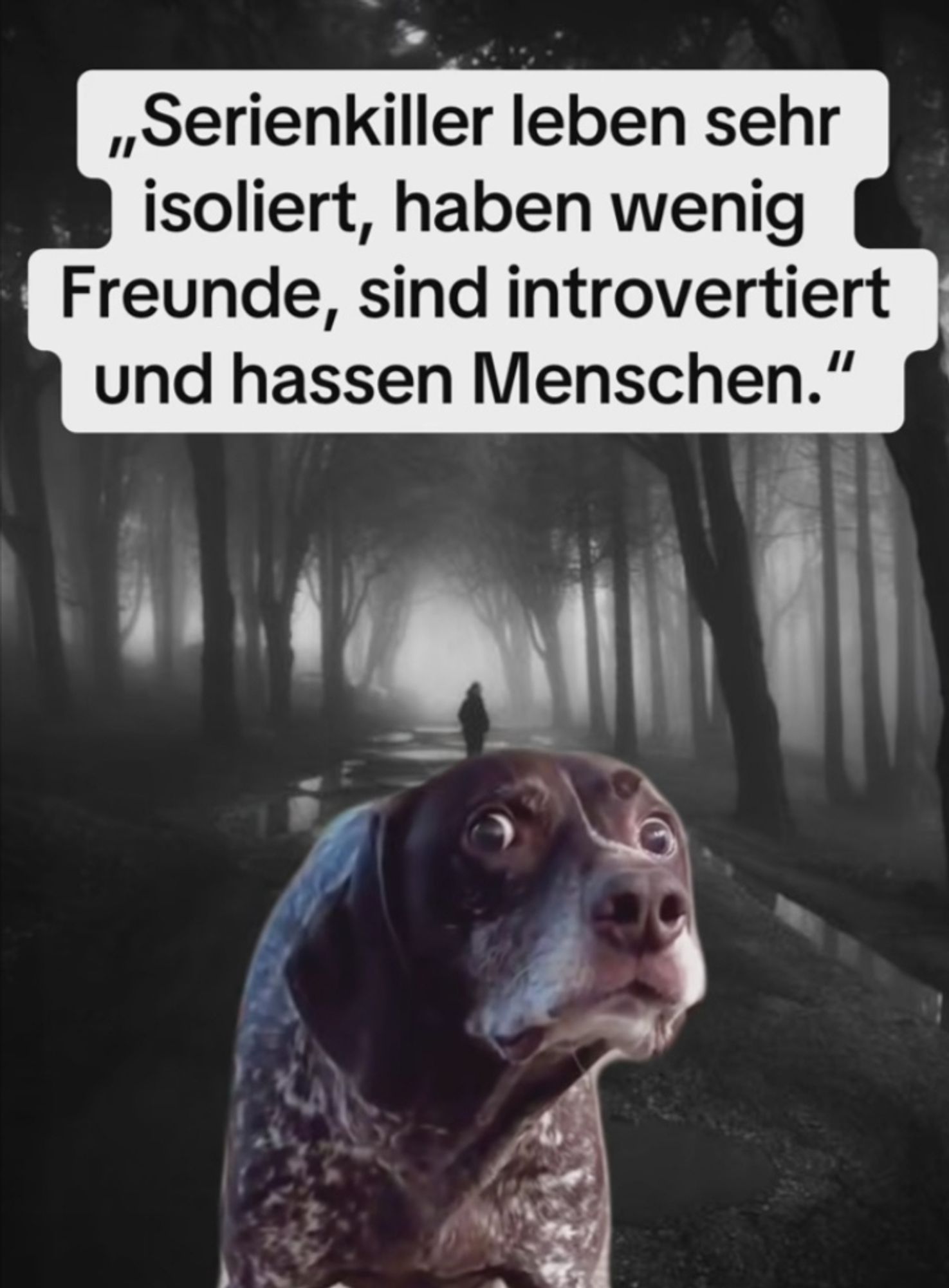 "Serienk*ller leben sehr isoliert, haben wenig Freunde, sind introvertiert und hassen Menschen."

Verängstigter Hund in dunklem Wald mit Person im Hintergrund.