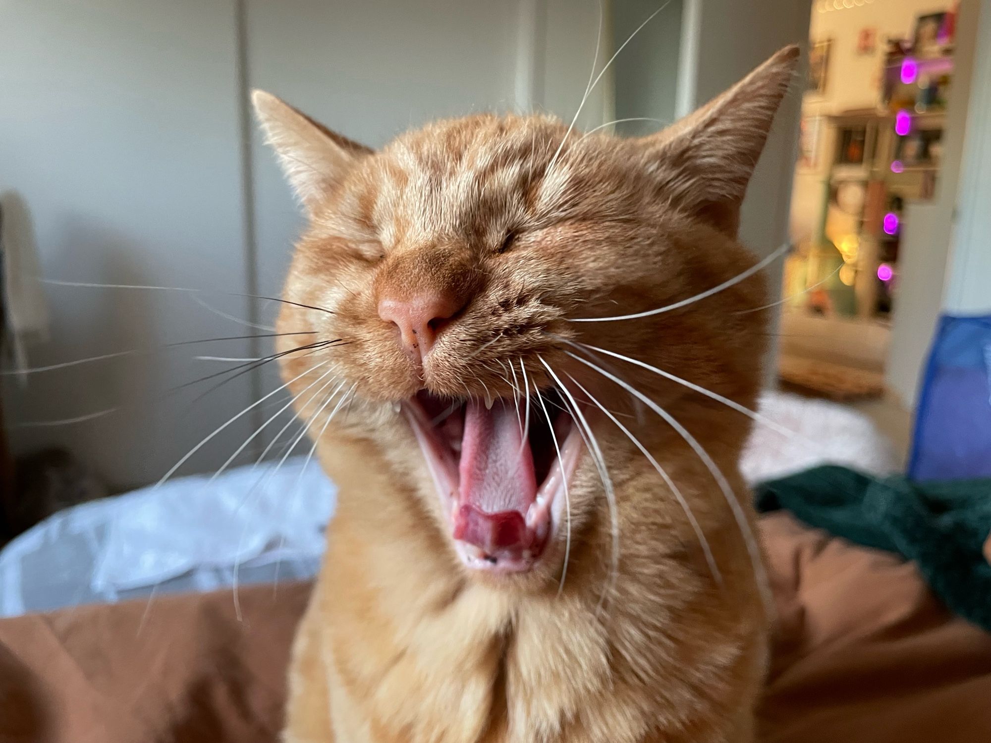 Orange cat doing a big yawn