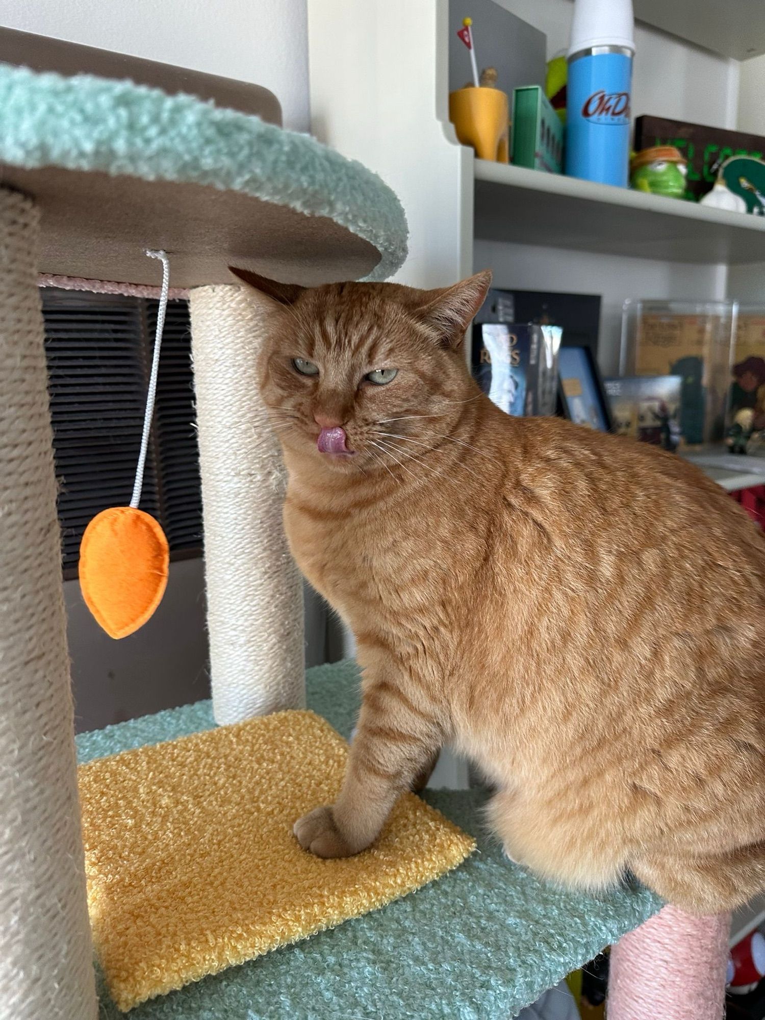 Orange cat licking her nose (v cute)