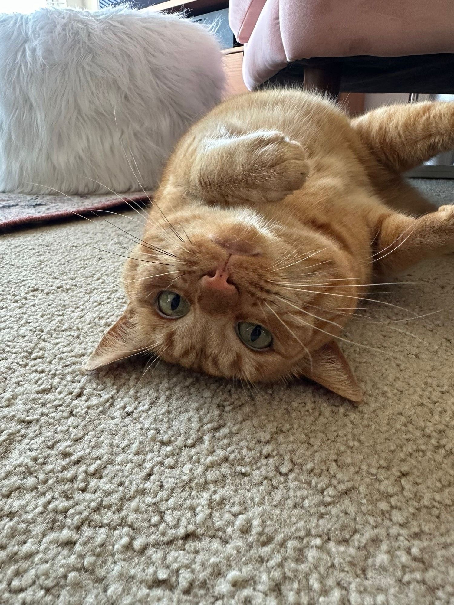 Orange cat lying on the floor, upside down