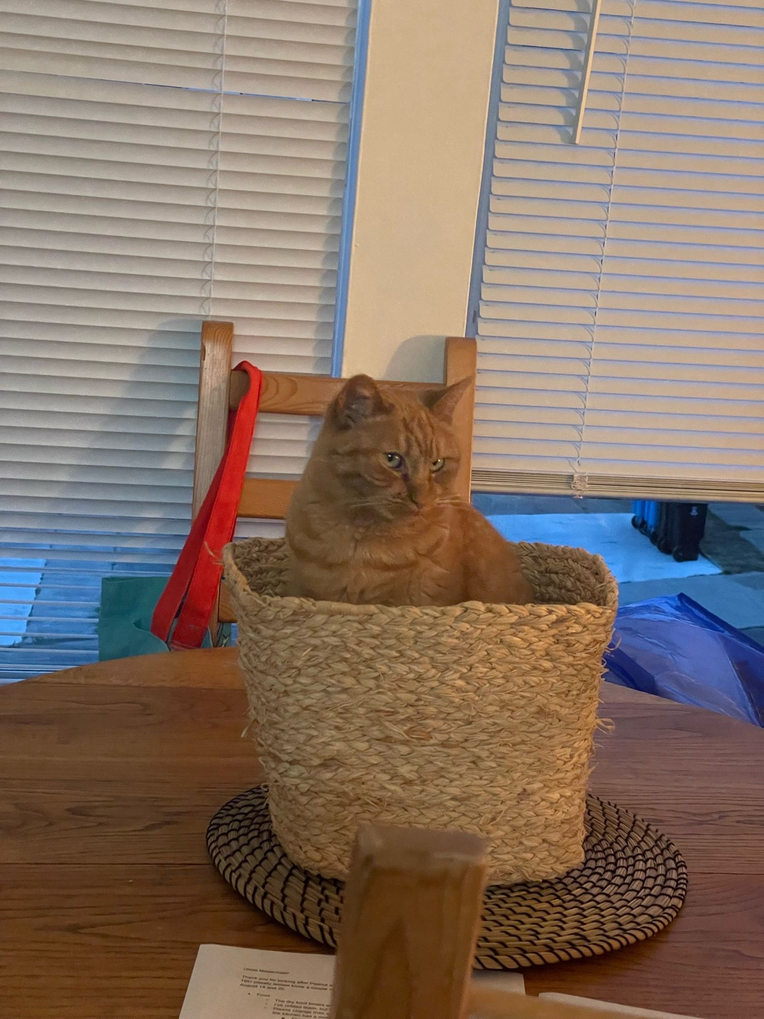 Orange cat in a little basket