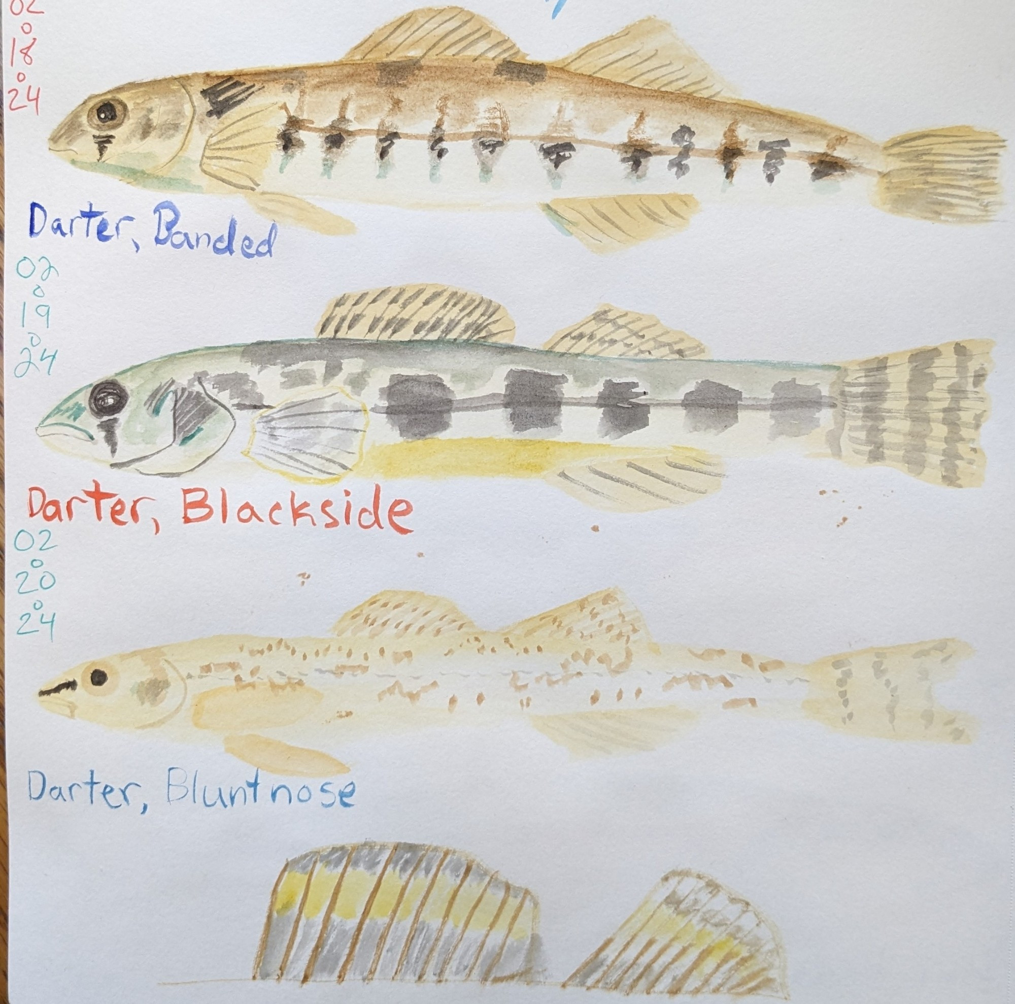 Water color sketches of Banded, Blackside, and Bluntnose Darters. Plus a closeup sketch of Bluntnose darter dorsal fins.