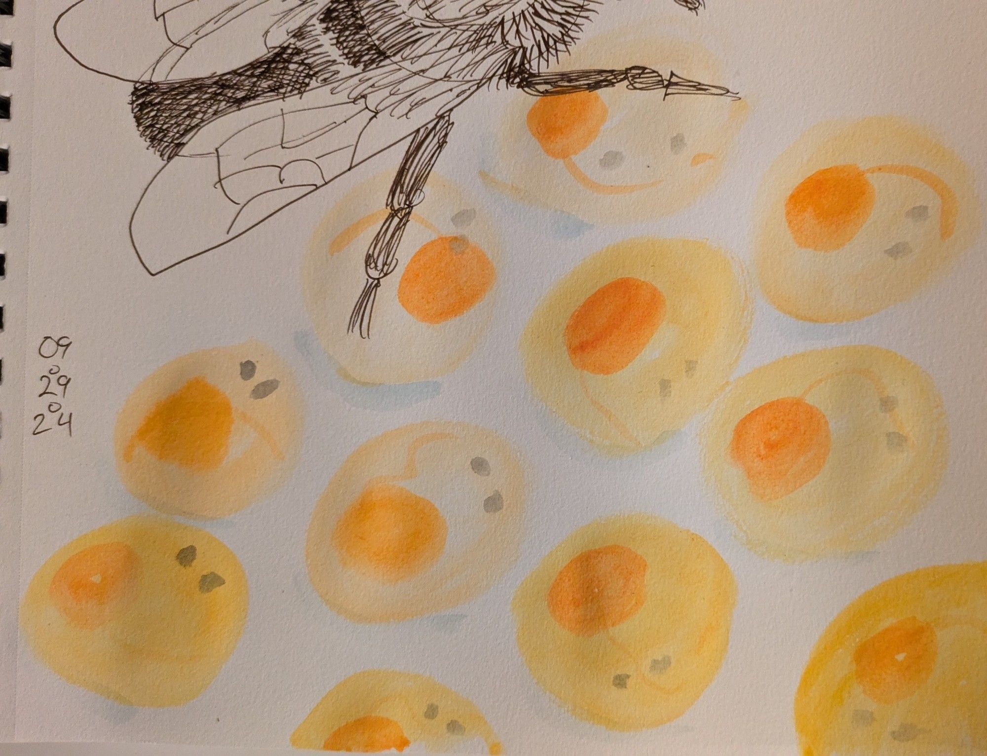 Yellow orange circles with darker orange yolk. Some eyes visible. A bumblebee I sketched yesterday stands over the eggs.