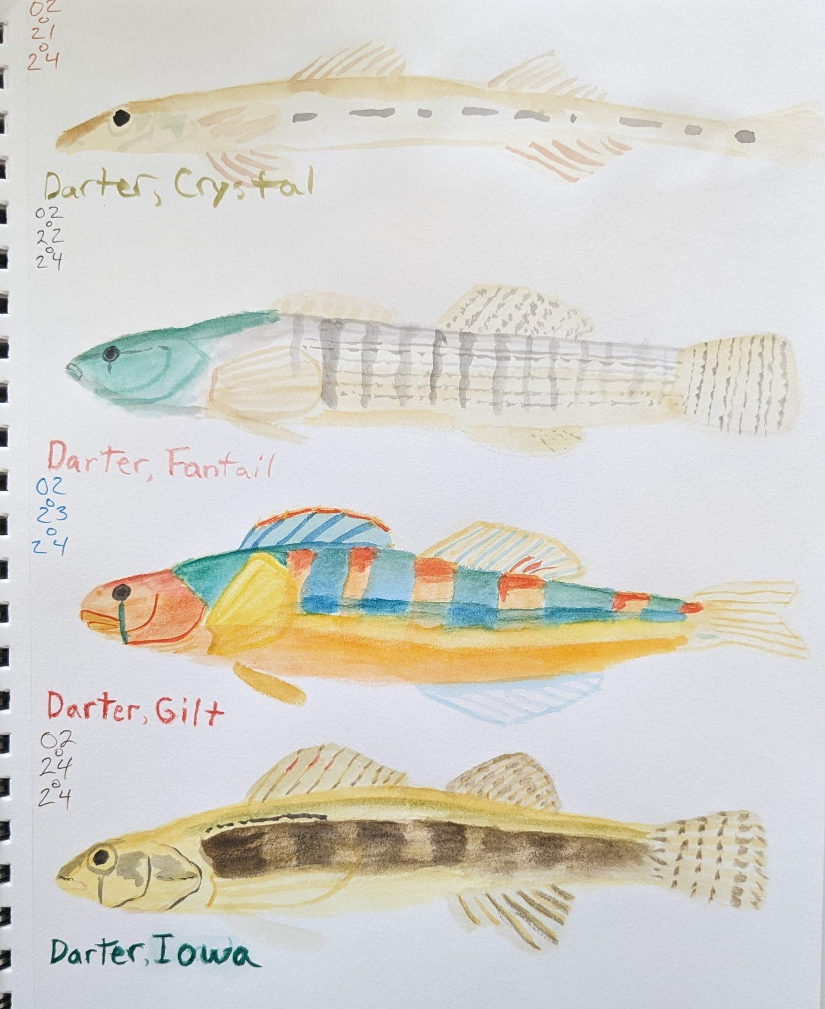 Watercolor sketches of Crystal, Fantail, Gilt, and Iowa Darters.