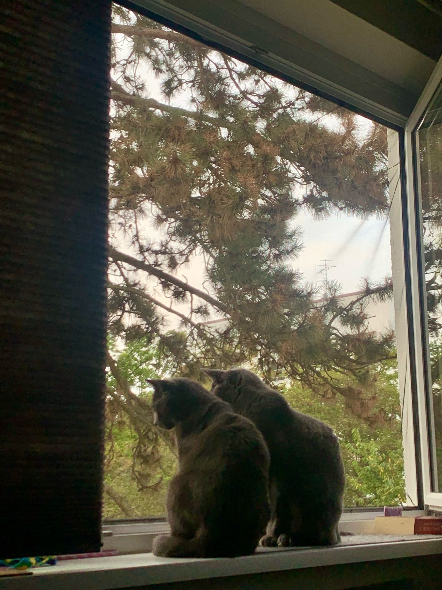 2 Katzen der Marke russisch Blau sitzen synchron am geöffneten Fenster und schauen raus. Im Hintergrund sind Bäume vor dem Fenster und etwas Himmel zu sehen.