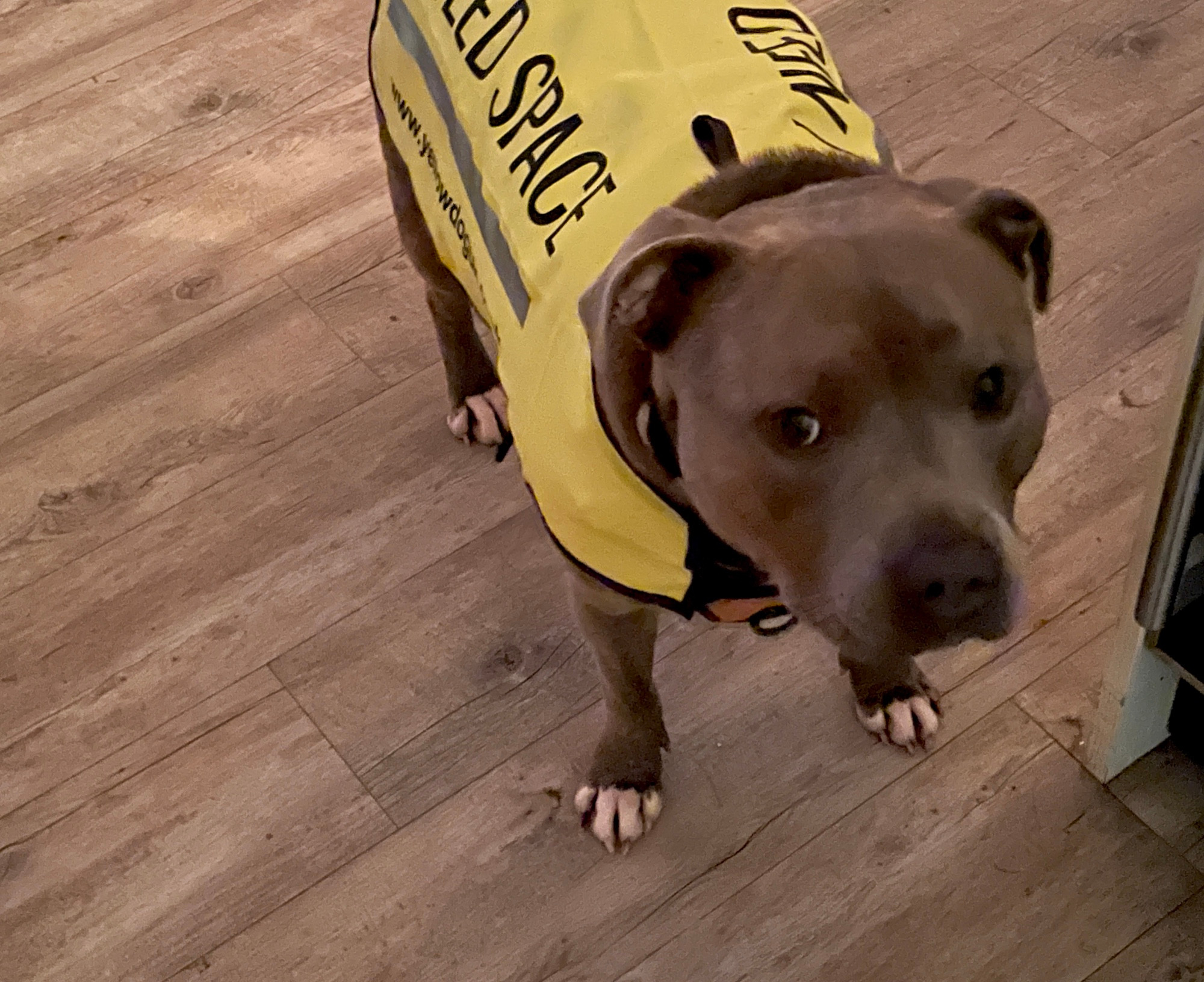 Tansy the Staffy in her yellow ‘I need space’ jacket.