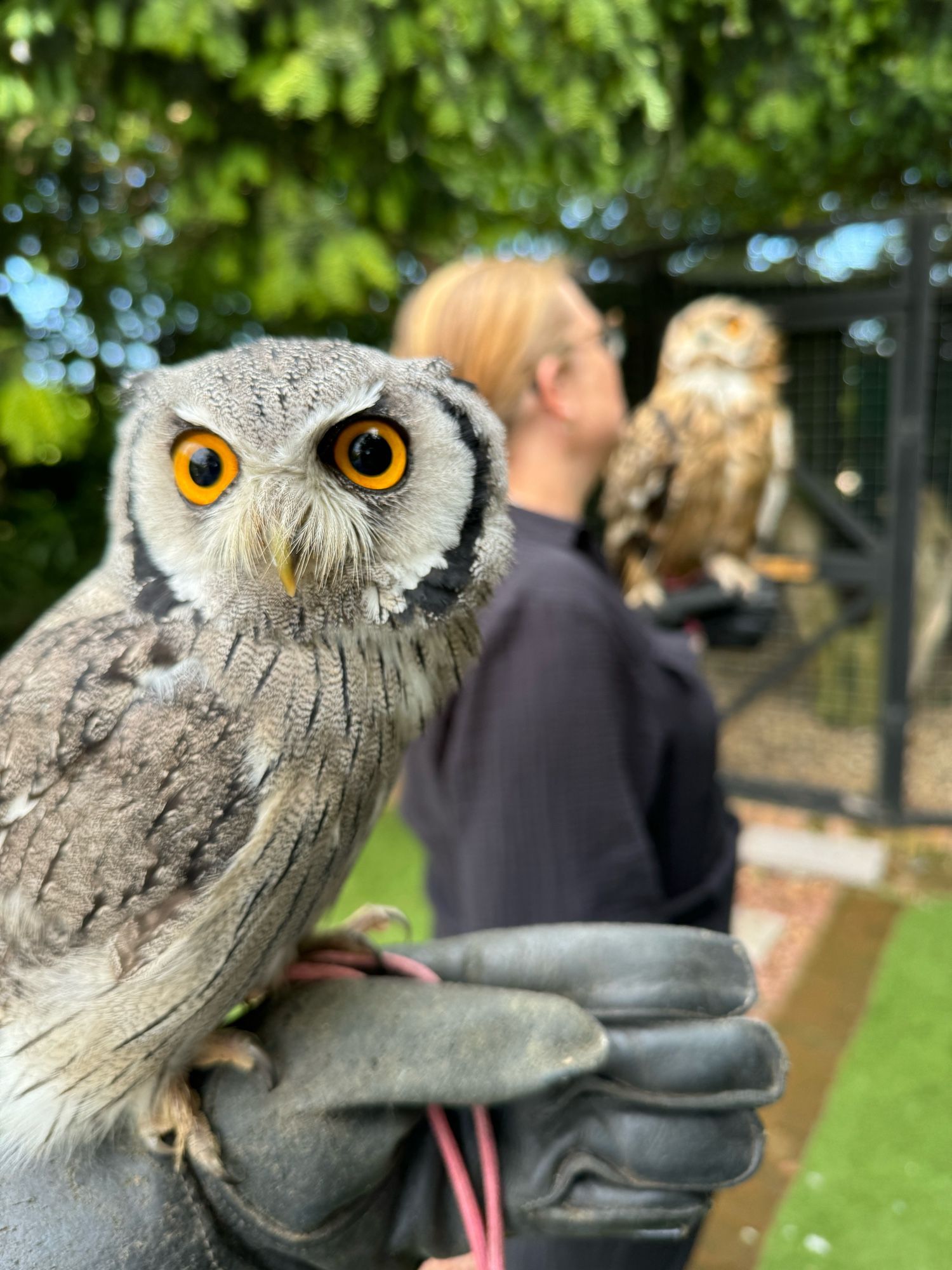 Me holding an owl while my partner holds an owl in the background