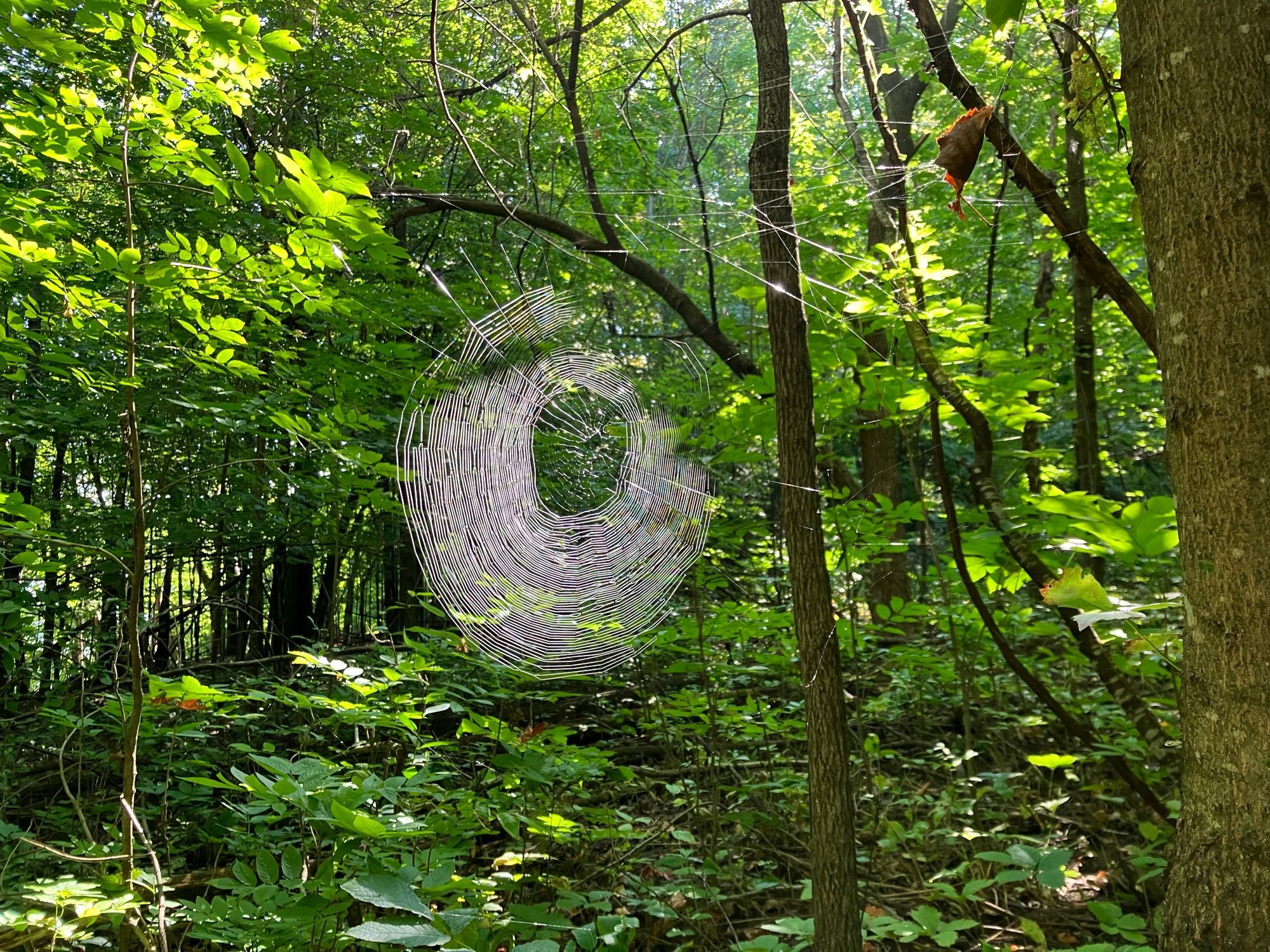 A spider web in a grove of trees