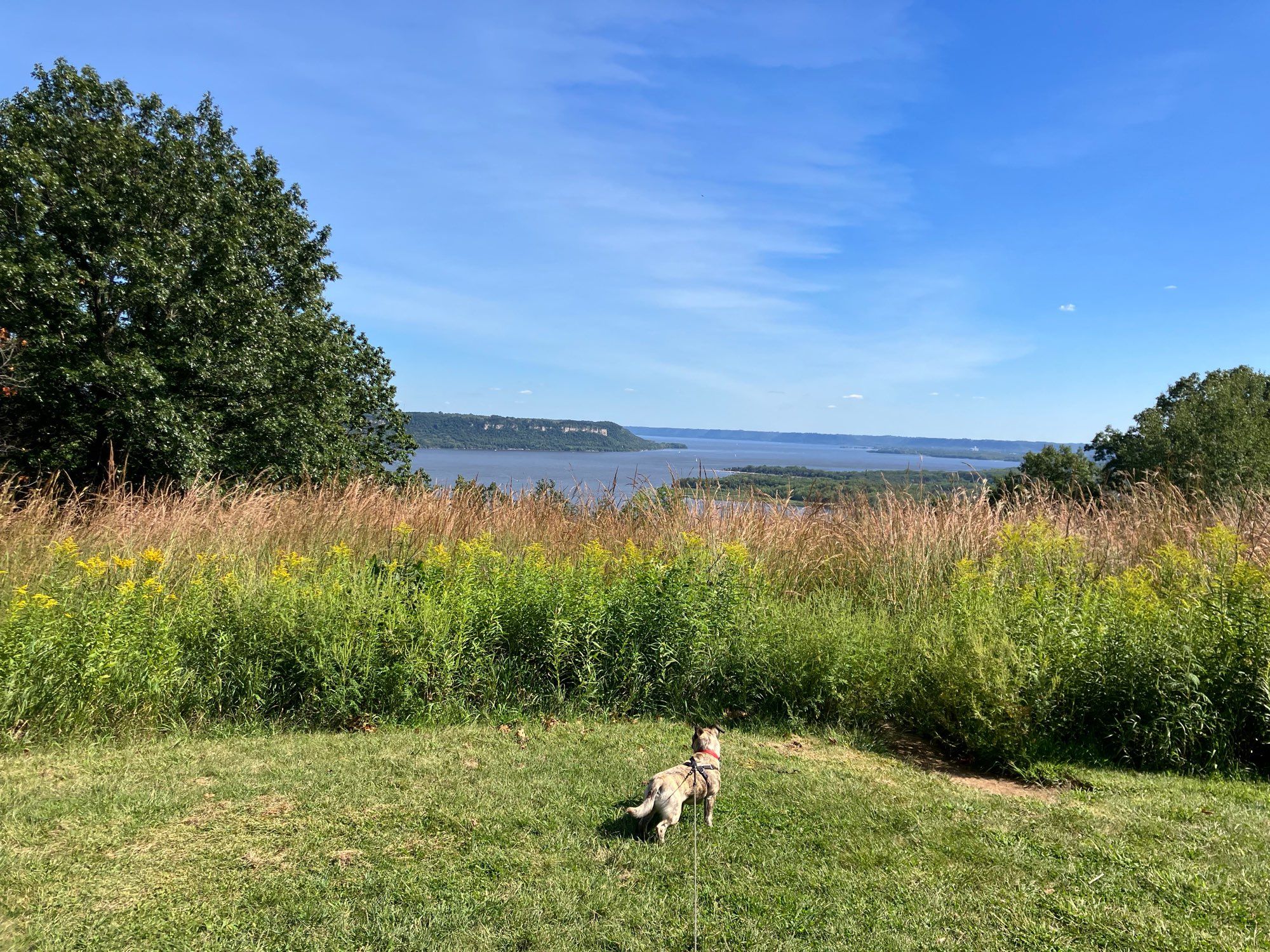 Prairie grass with a vast lake in the background.