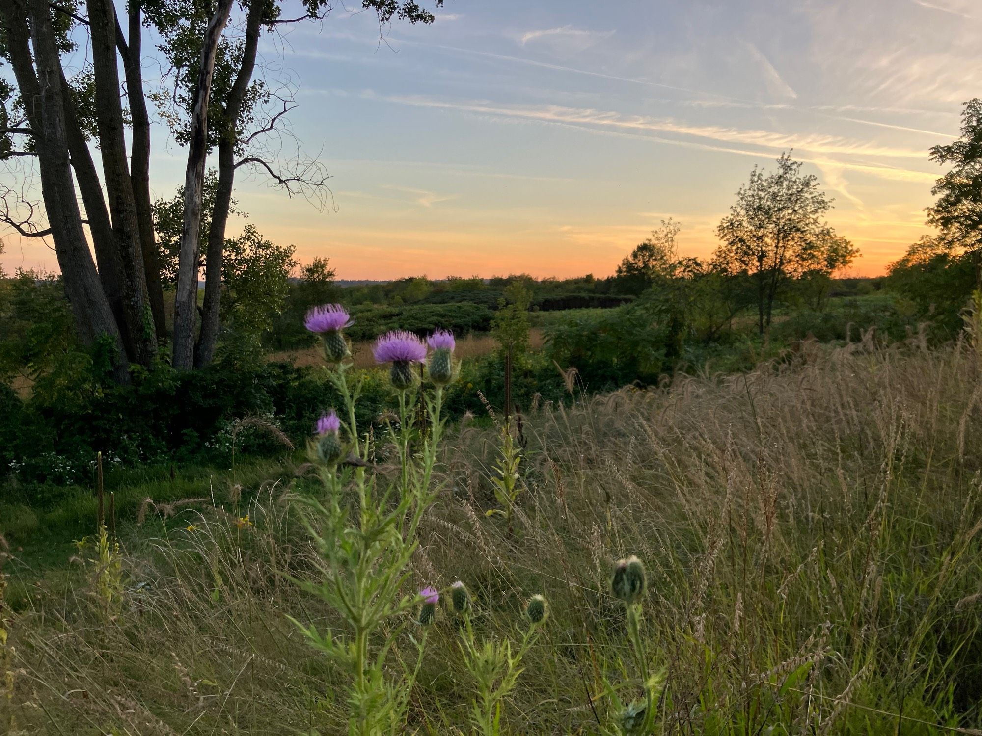 Sunset over a mix of prairie and forest with purple wildflowers in the foreground.