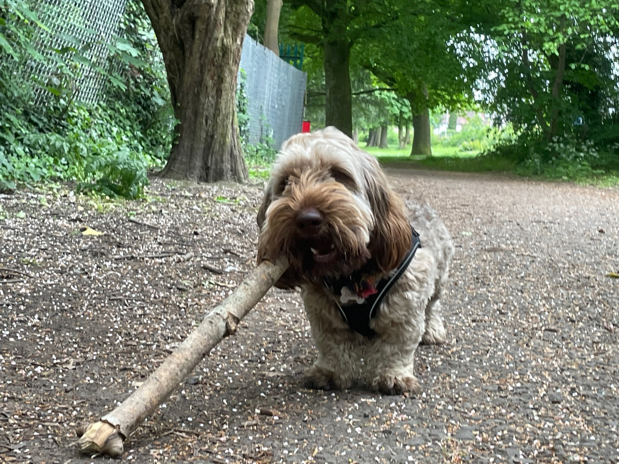 My scruffy dog Benny eating a stick