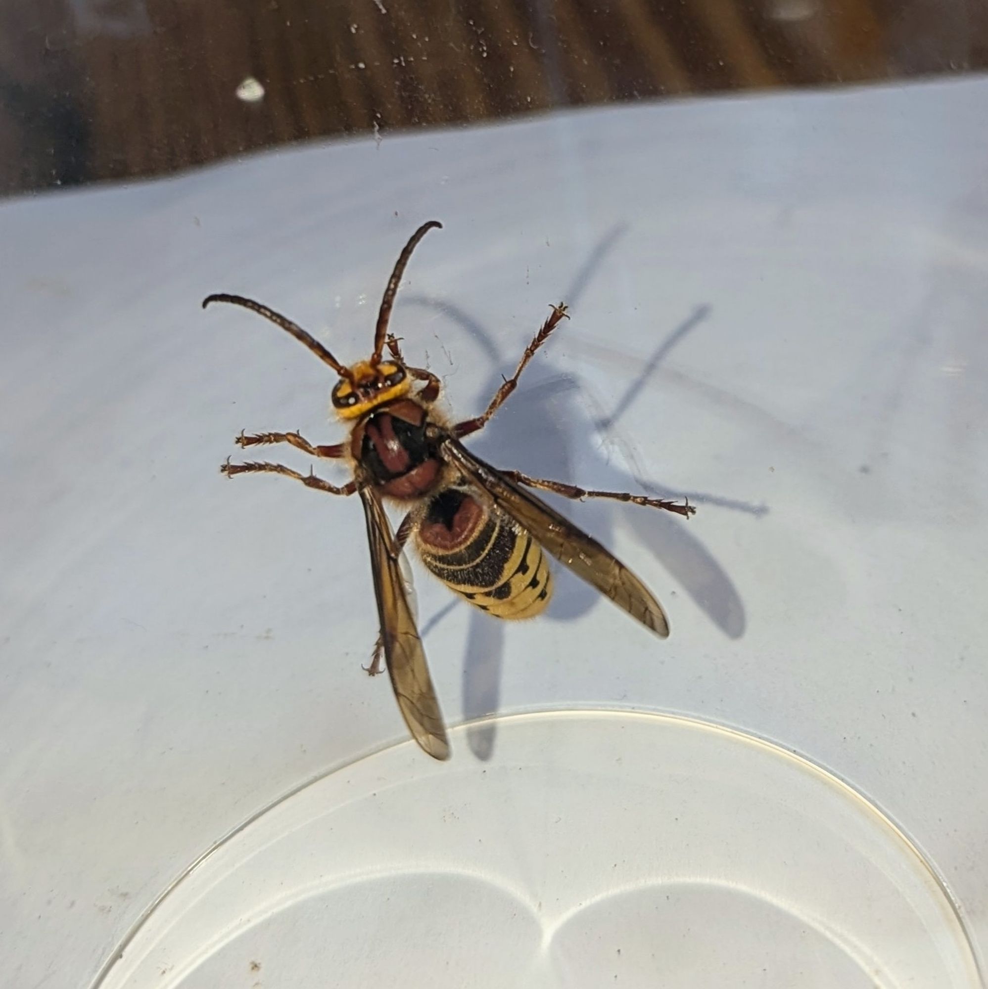 Close up of a hornet inside a glass. It is brown, orange and yellow with impressive swept back wings.