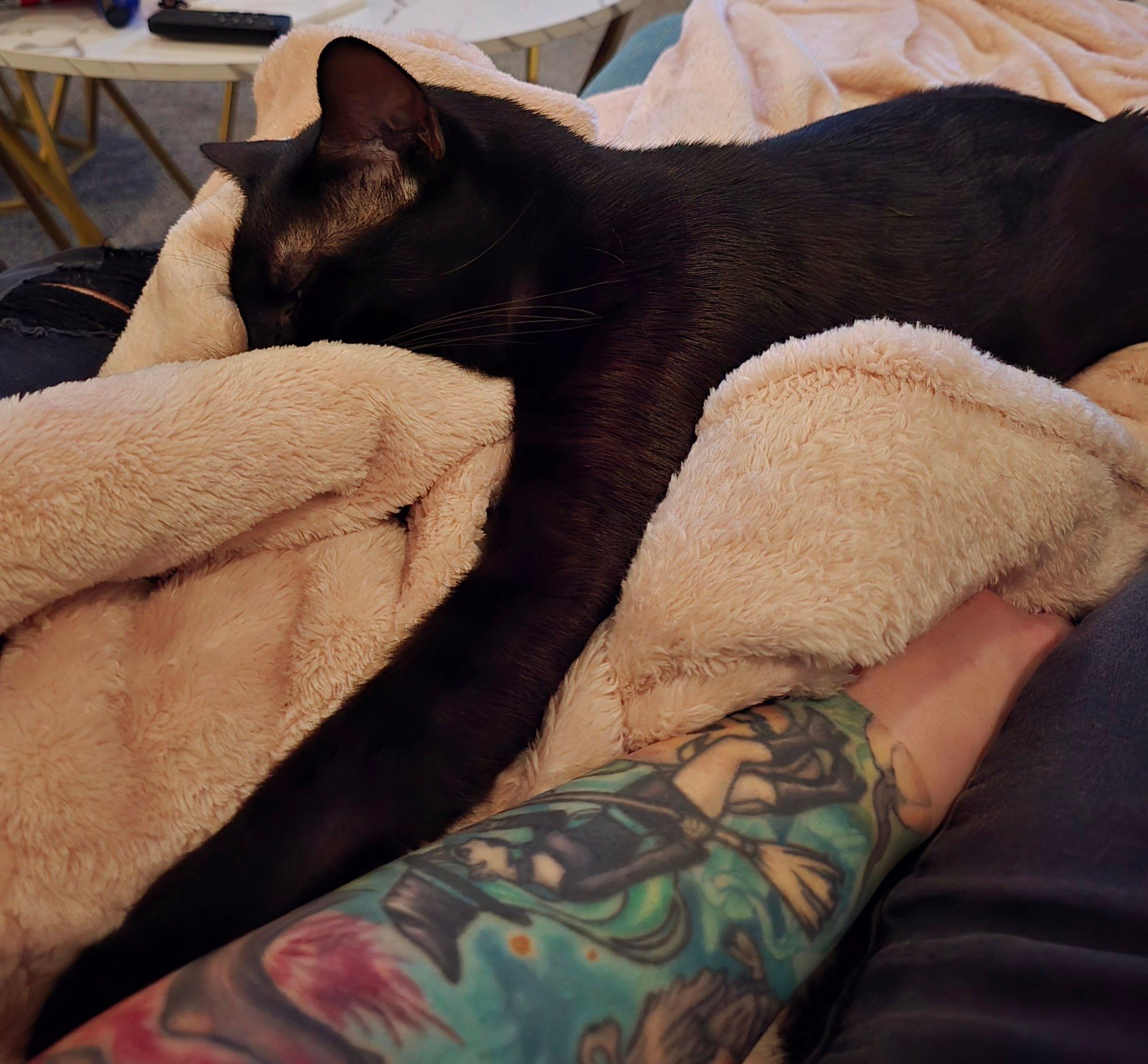 a photo of a black cat sleeping face down in a pink blanket. one of his arms is outstretched to touch a tattooed human arm in the foreground.