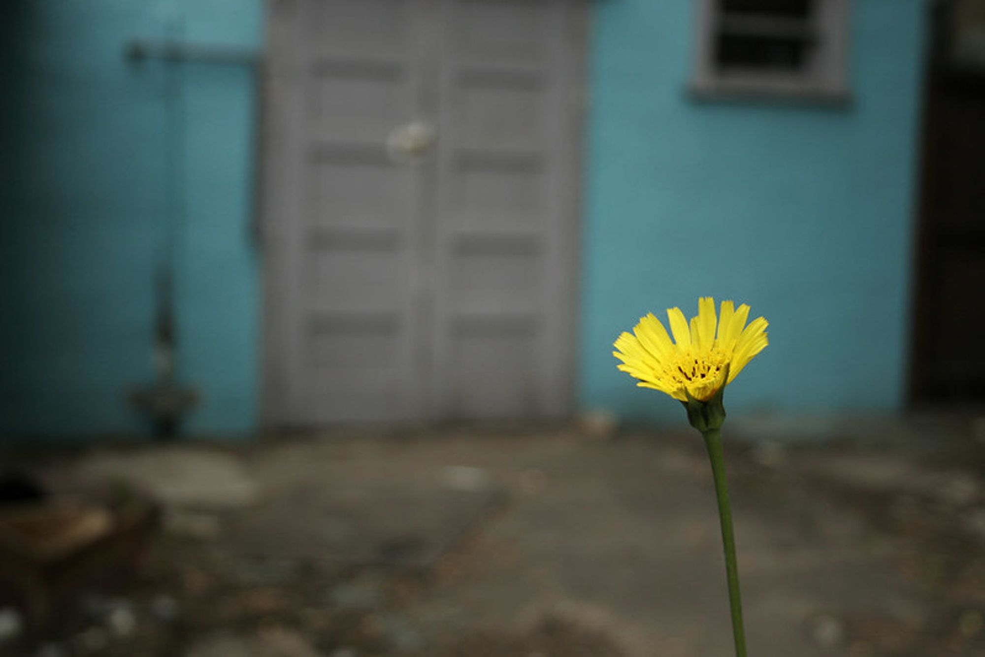 A little bit of sunny disposition amidst the urban rubble.
https://www.flickr.com/photos/splorp/166894296/