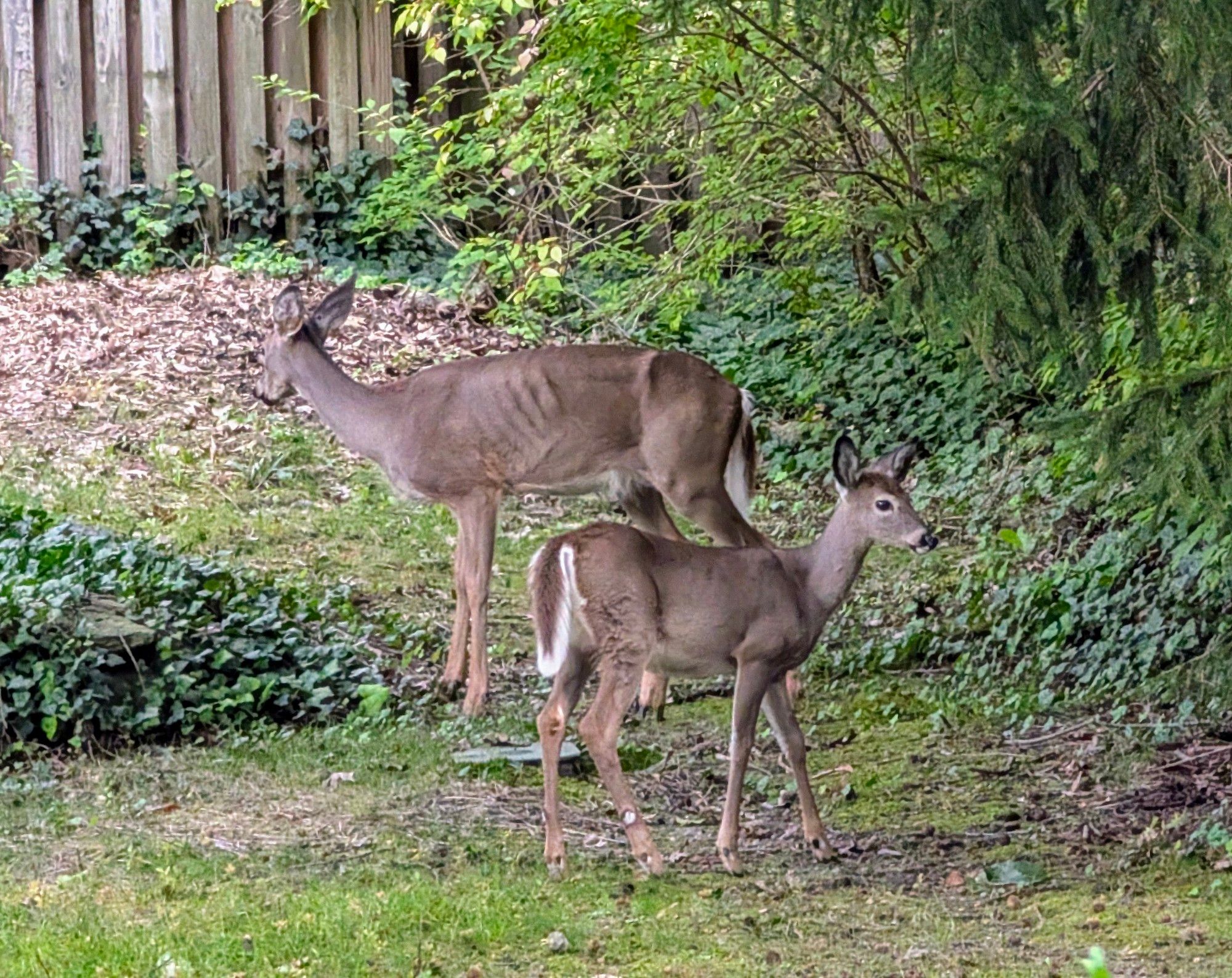 a white-tailed doe and fawn facing in opposite directions with their sides towards the camera in a lawn with grass, English ivy, and shrubs