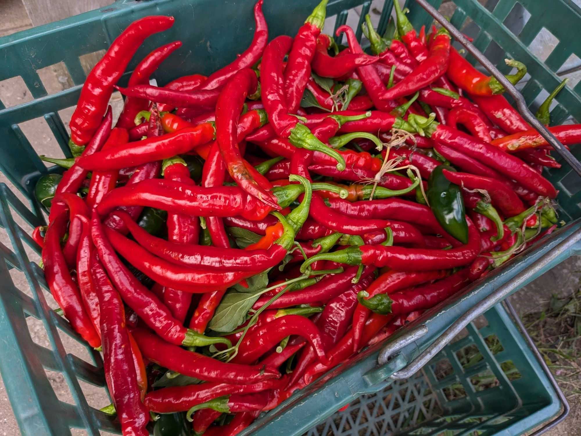 a basket full of red cayenne peppers