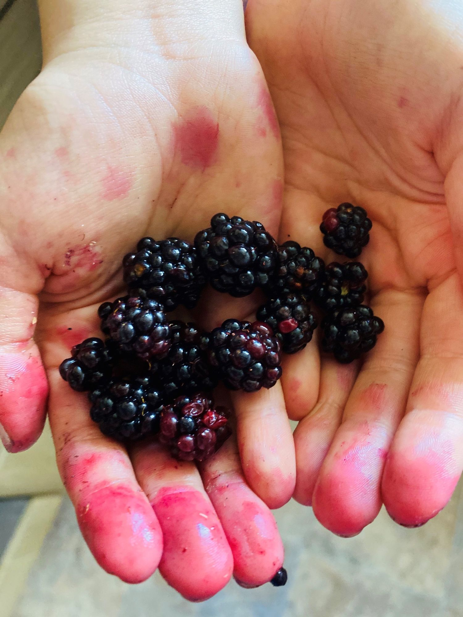 Red hands holding inky just-picked blackberries