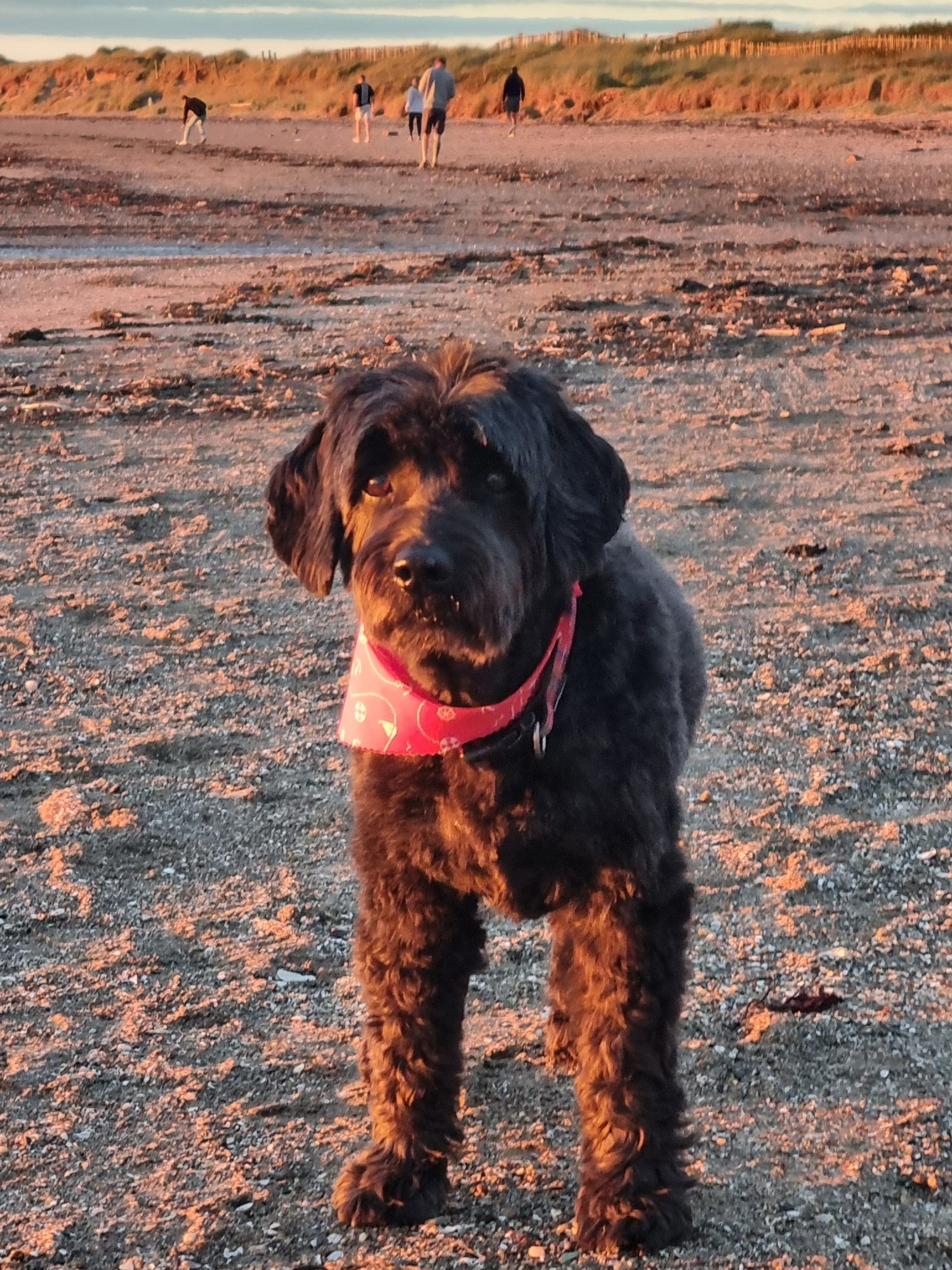 Small Labradoodle on the beach at golden hour time.