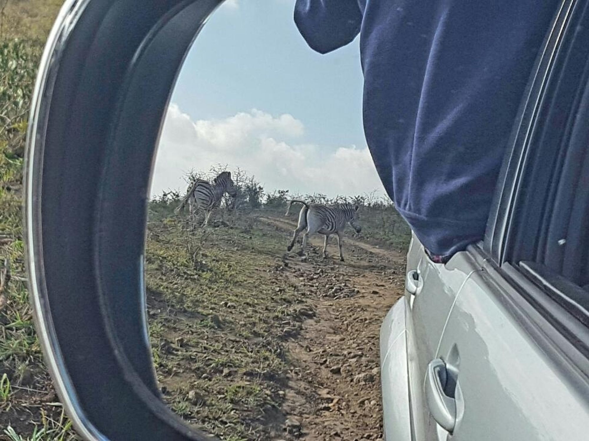 The photo is taken into the wing mirror of a car, showing two zebras running across a rough stony track behind the car in the Hluhluwe-iMfolozi Game Reserve in South Africa.