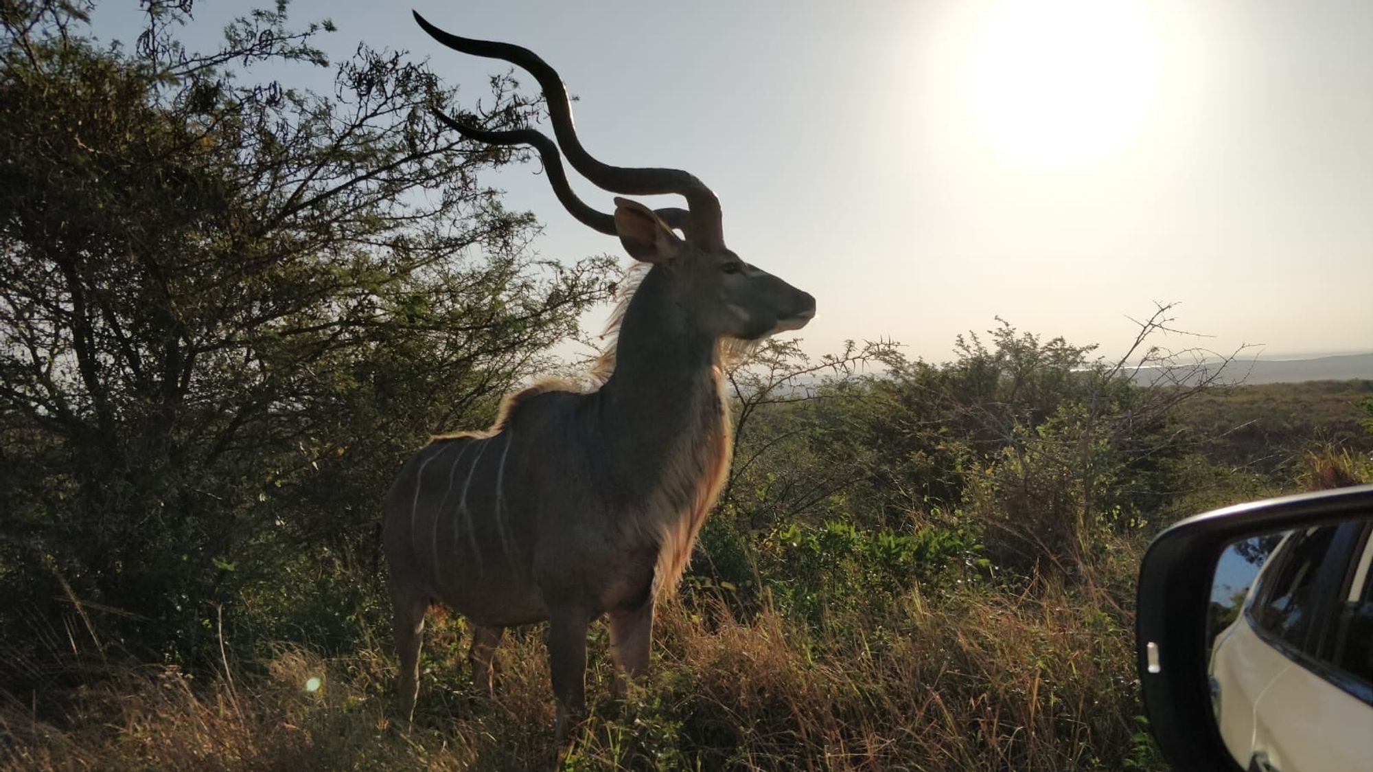 The photo is taken from a car, the wing mirror of which can just be seen in the bottom foreground. Incredibly close can be seen a male kudu, a type of antelope with large twisted horns, a humped back and thin vertical stripes on the body. The kudu is standing next to a thorn bush, partly silhouetted by the setting sun, and looking out across the flat bare plain of iSimangaliso Wetland Park near St. Lucia in South Africa.