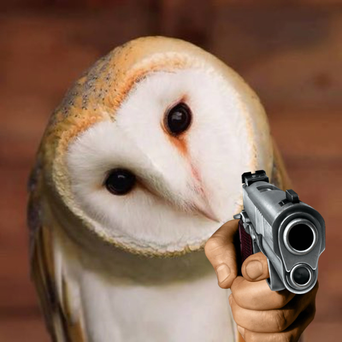 barn owl with a pewpew