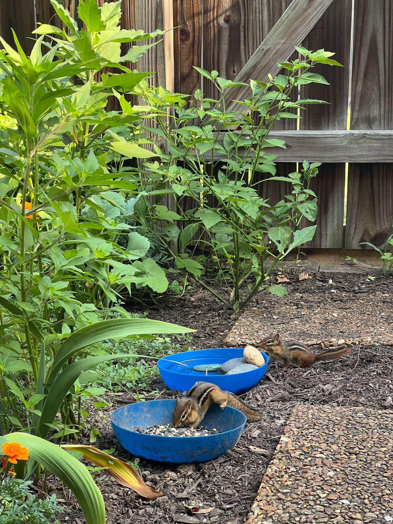 Two chipmunks in my yard at the blue feeding/watering station. One is vacuuming up seed, the other is getting ready to get a drink of water 