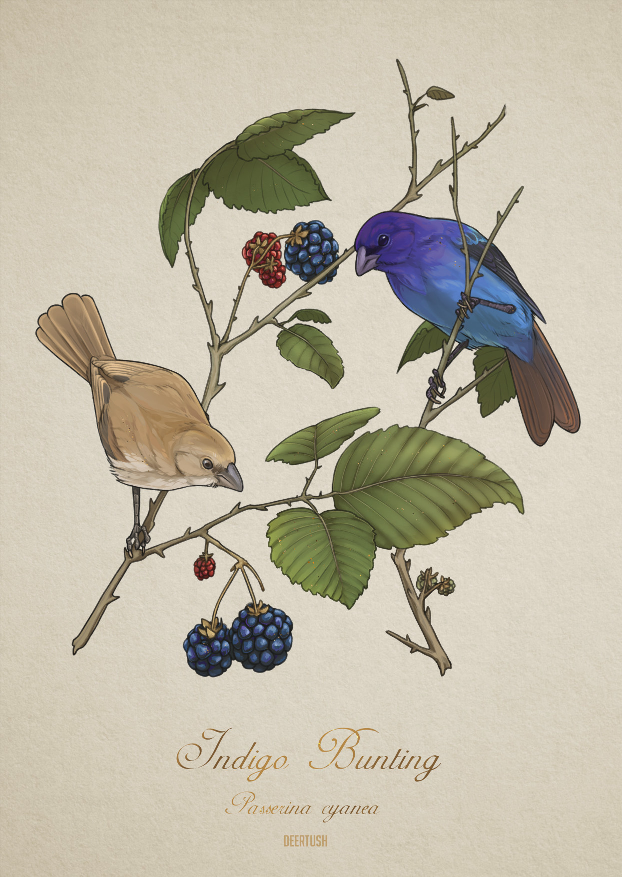 Two indigo buntings perch on raspberry bush twigs. One bird is a solid brown female, the other birds is a vibrant and deep blue color. 